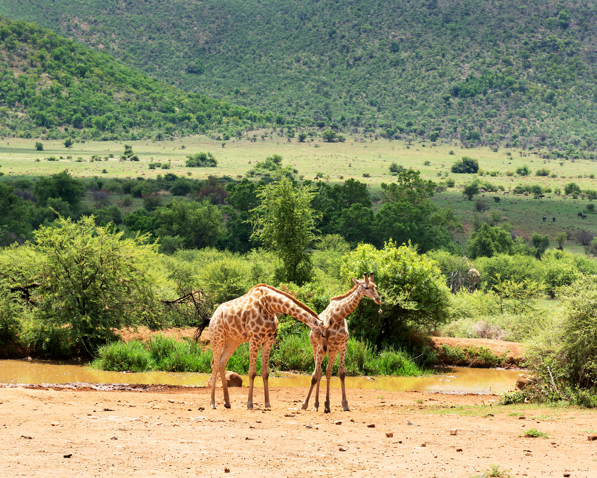 giraffes in south africa.