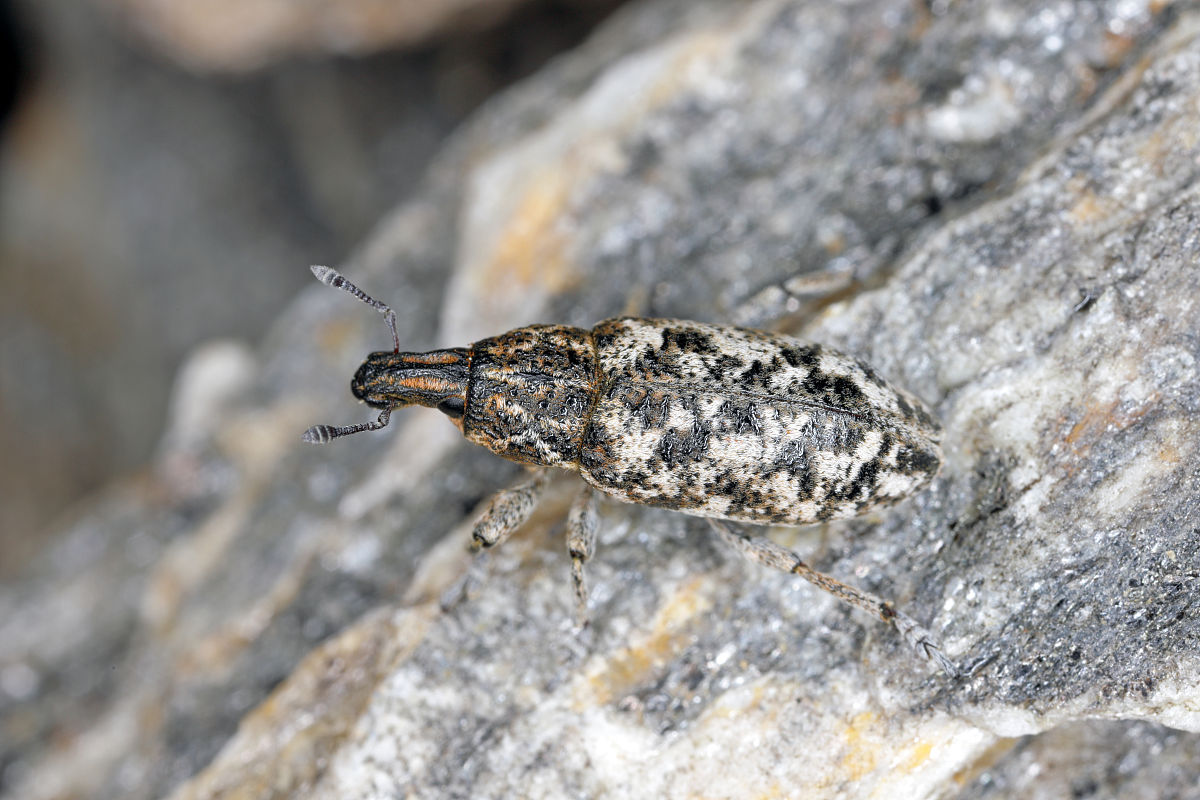 澳洲彩虹锹甲幼虫期：时长、蜕皮和化蛹