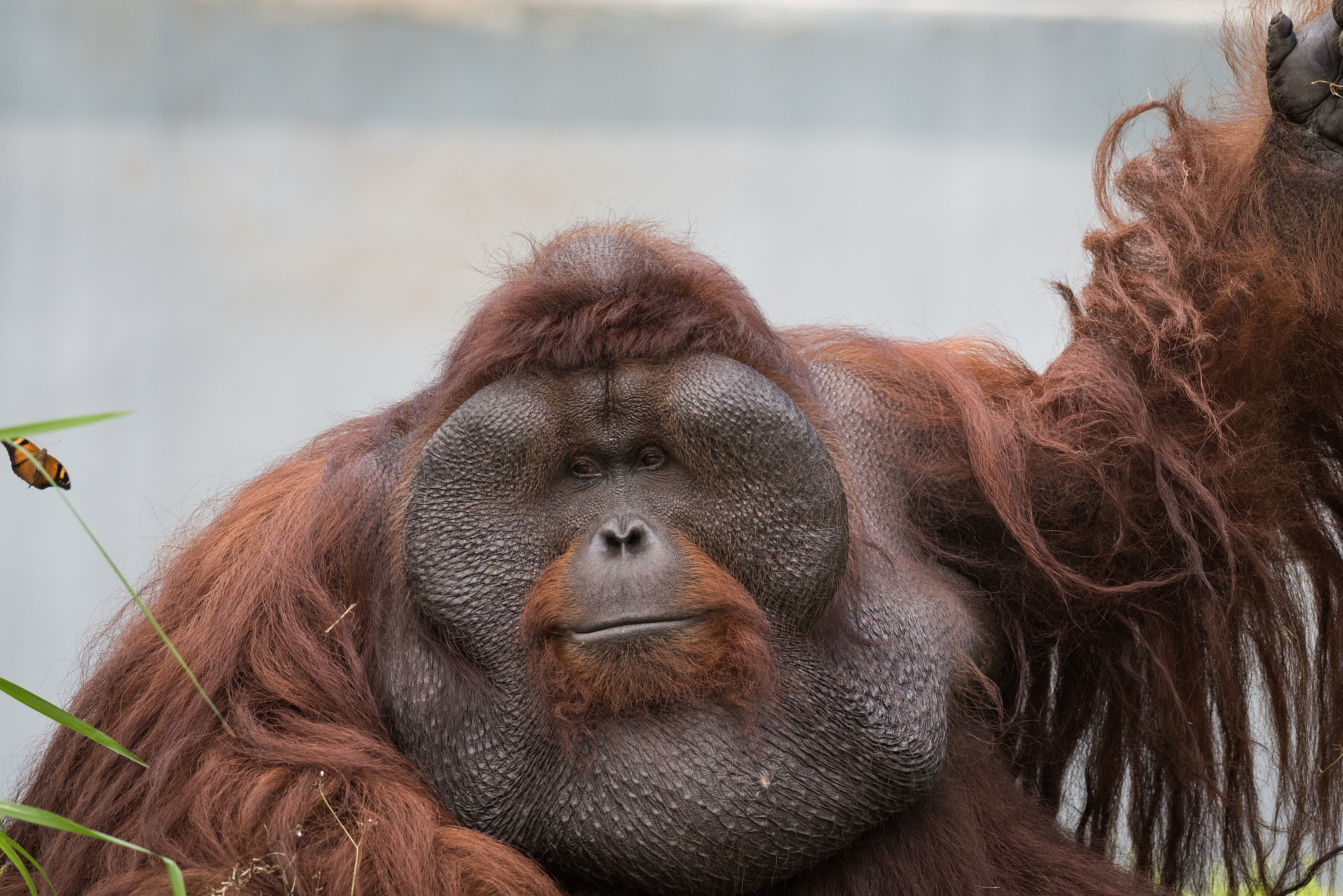 是否存在比人类更聪明的物种？