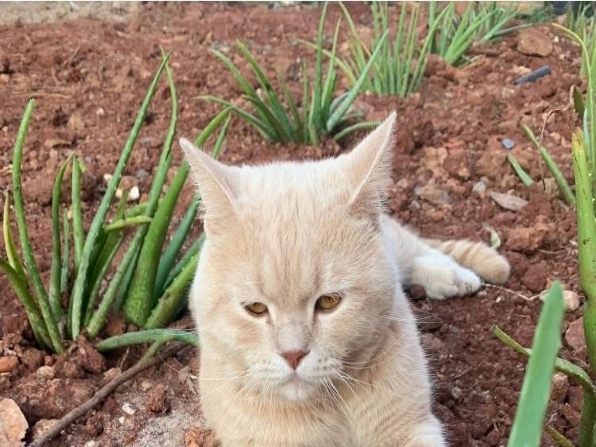 猫的正常体温是多少？- 范围和测量方法