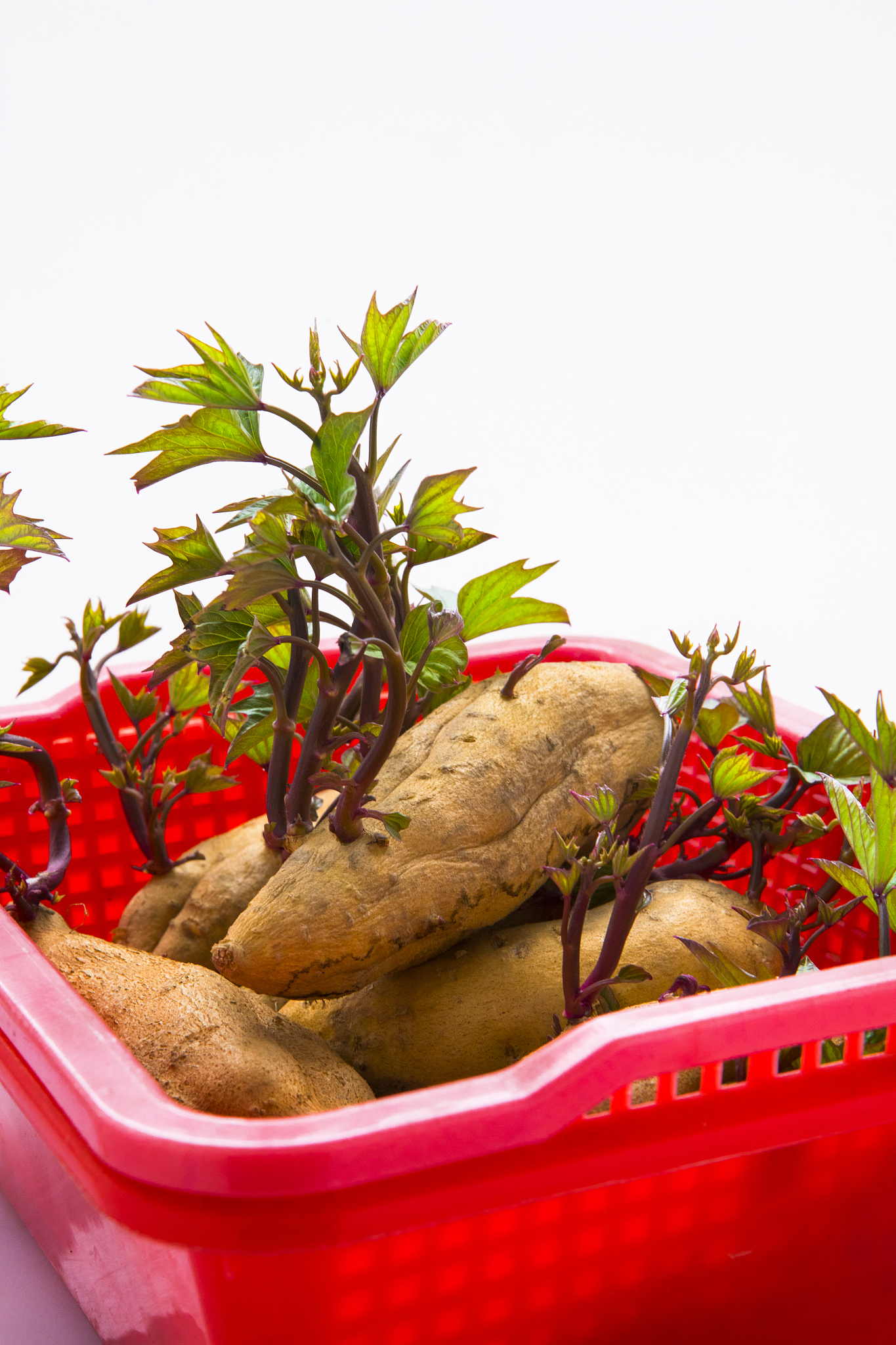 红薯是什么器官？是根还是茎？