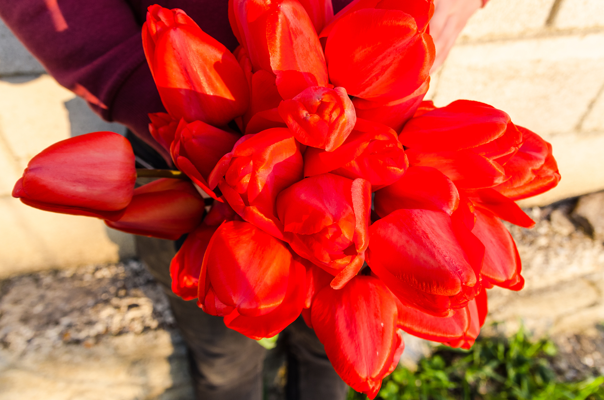 red tulips in the man hands