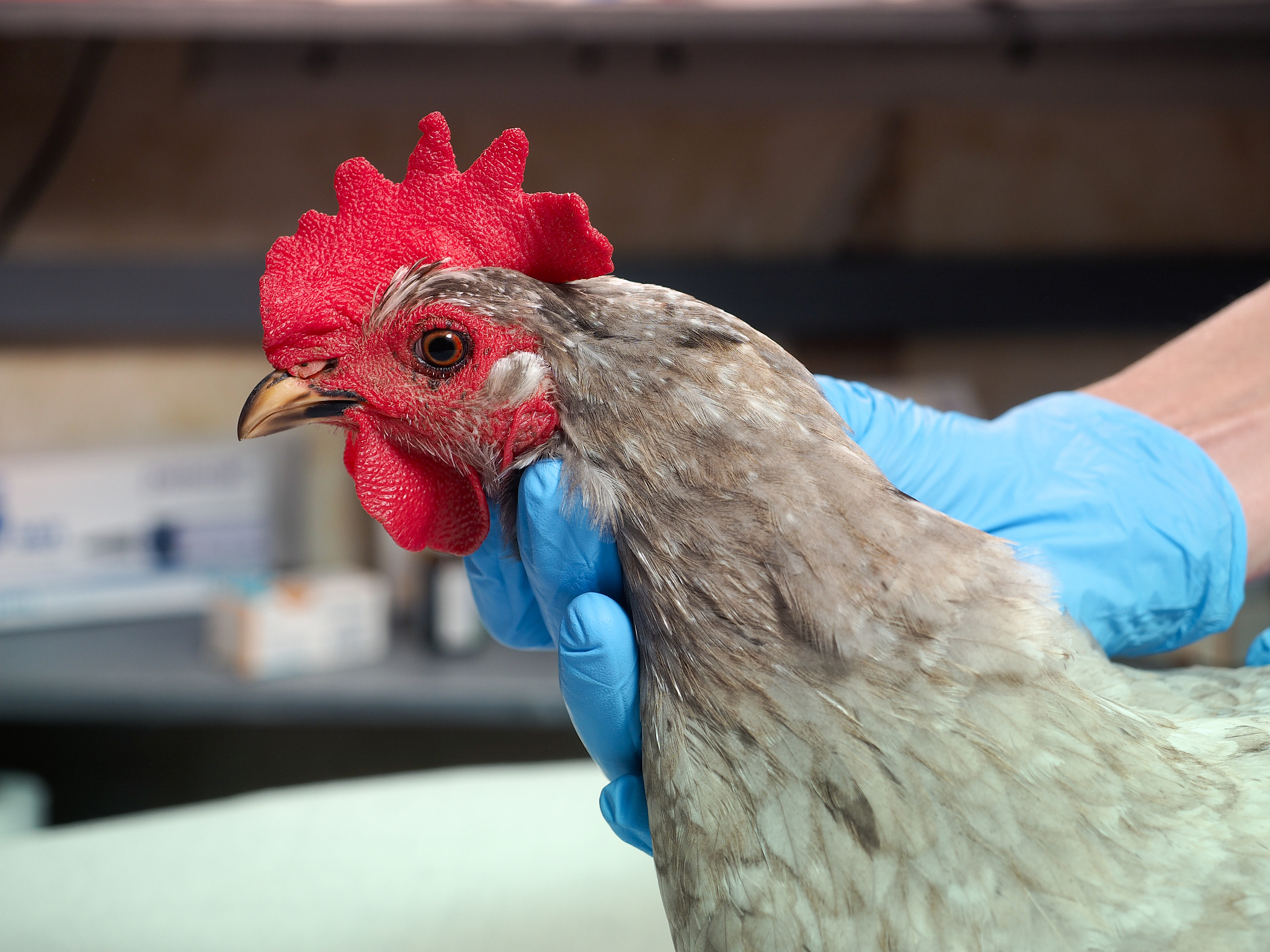 山东畜牧兽医职业学院动物药学专业好不好？就业前景如何？