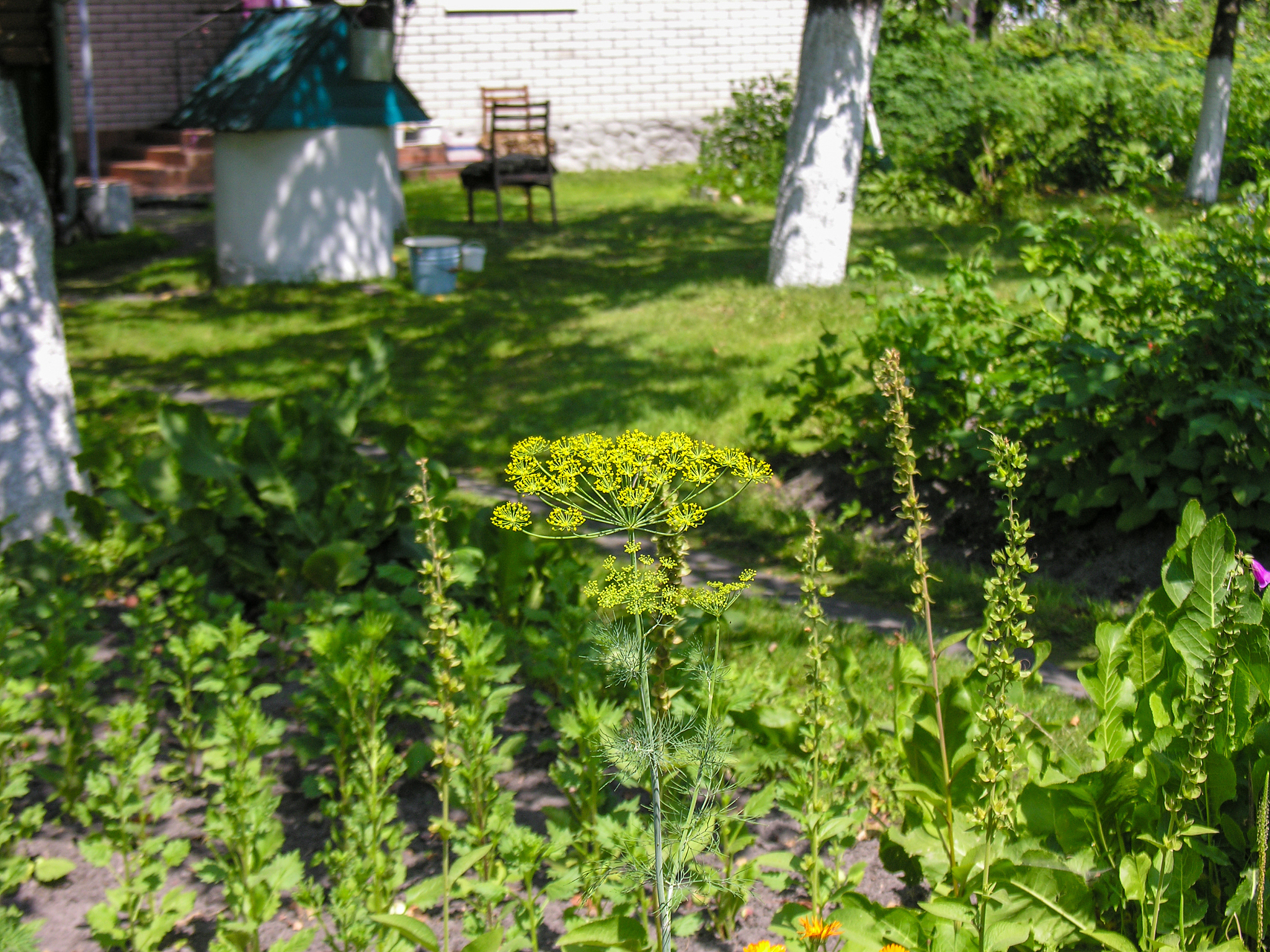 请以农家小院菜园春天花开蜂蝶乱舞游子思归为主题写一首诗