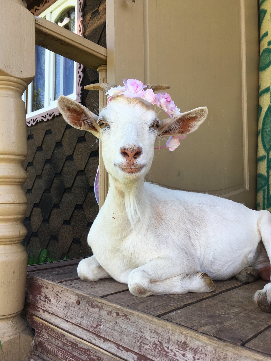 如何在家里养只宠物山羊