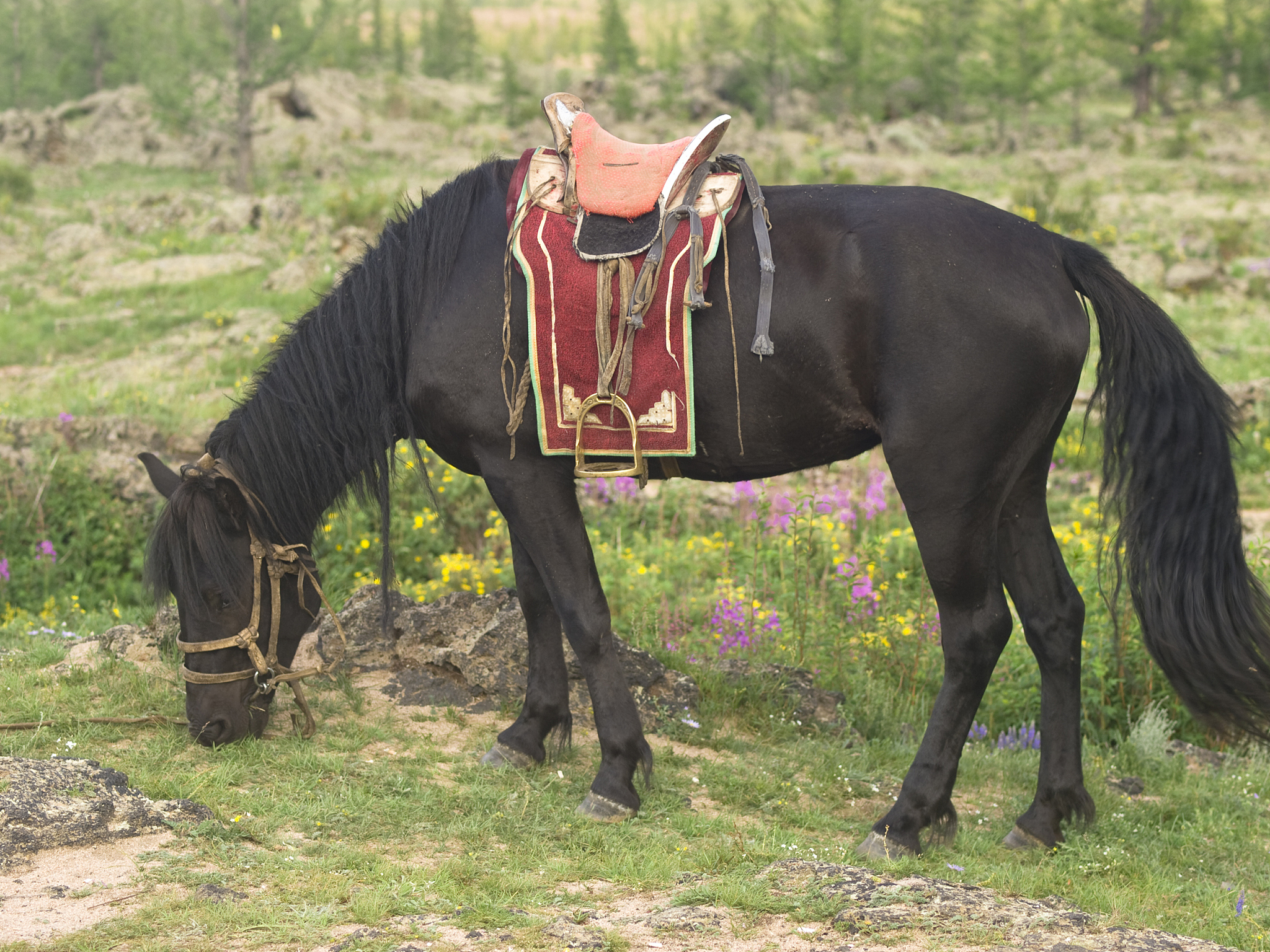 horse