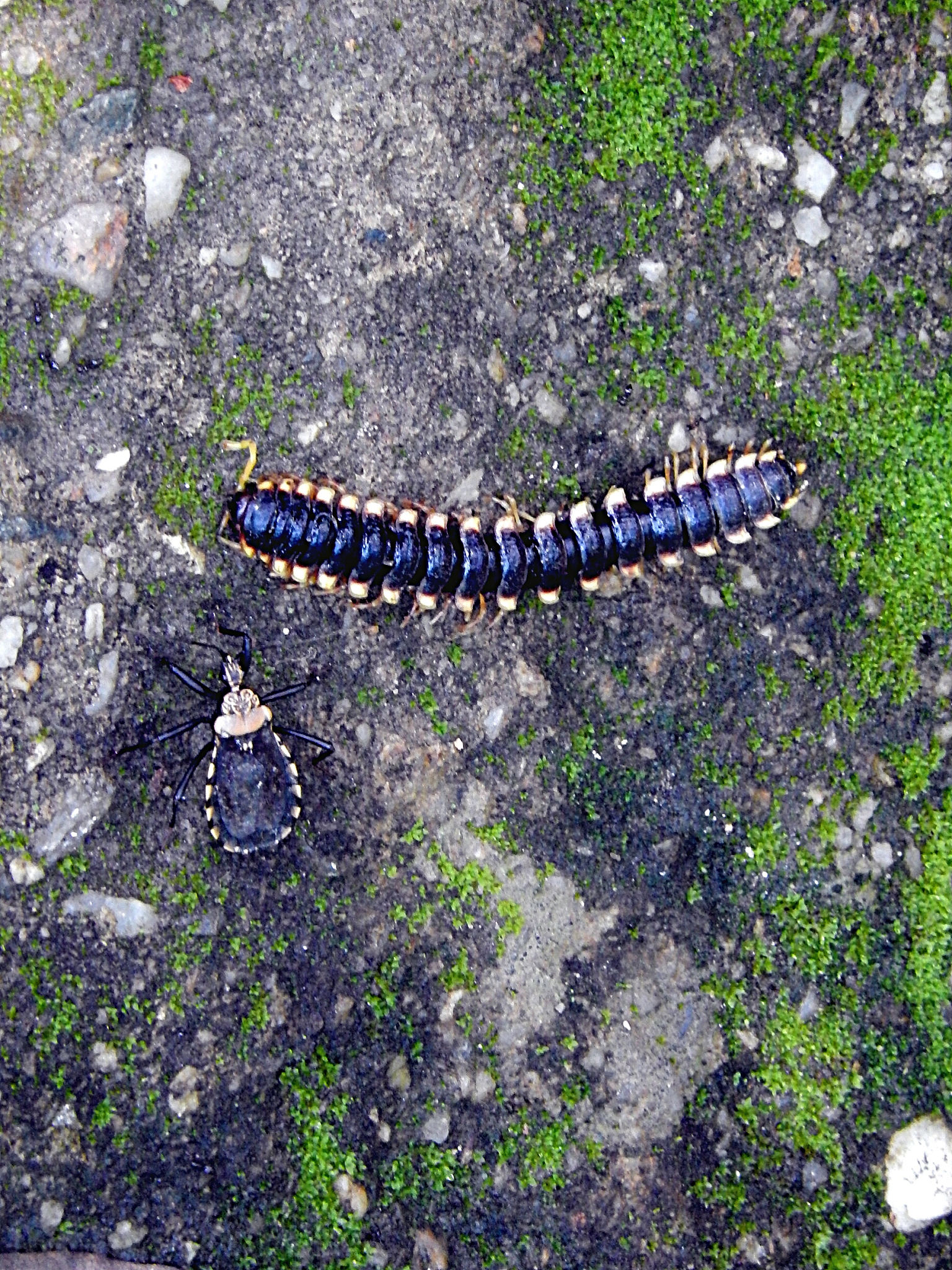 Annals of Applied Biology 期刊：涵盖广泛的应用生物学研究领域