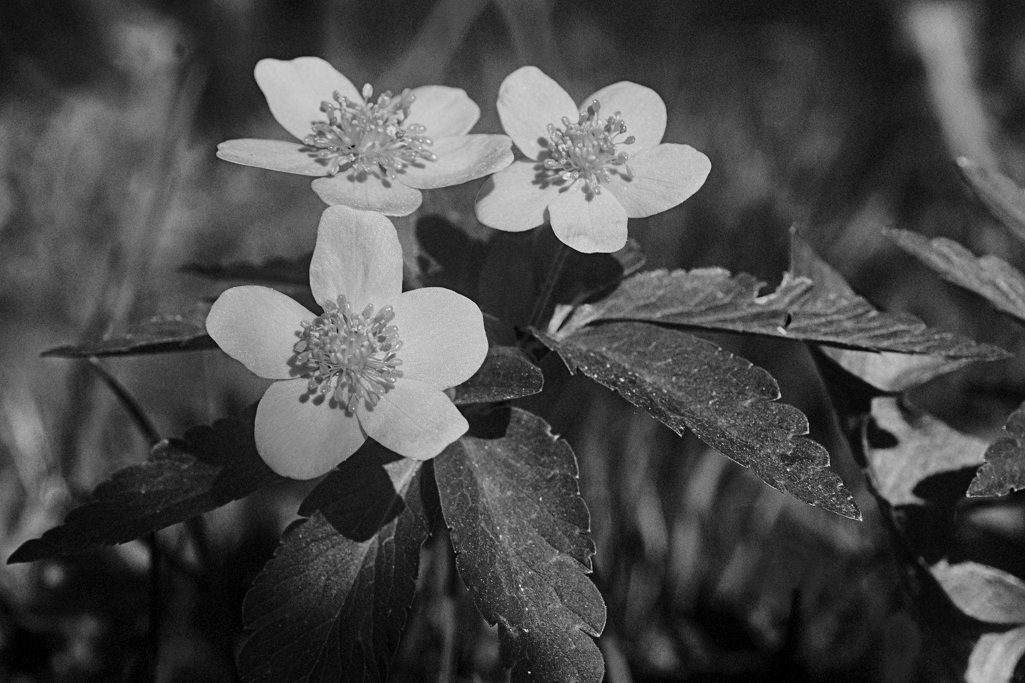 Euphorbia Helioscopia: Enthält sie Milchsaft?
