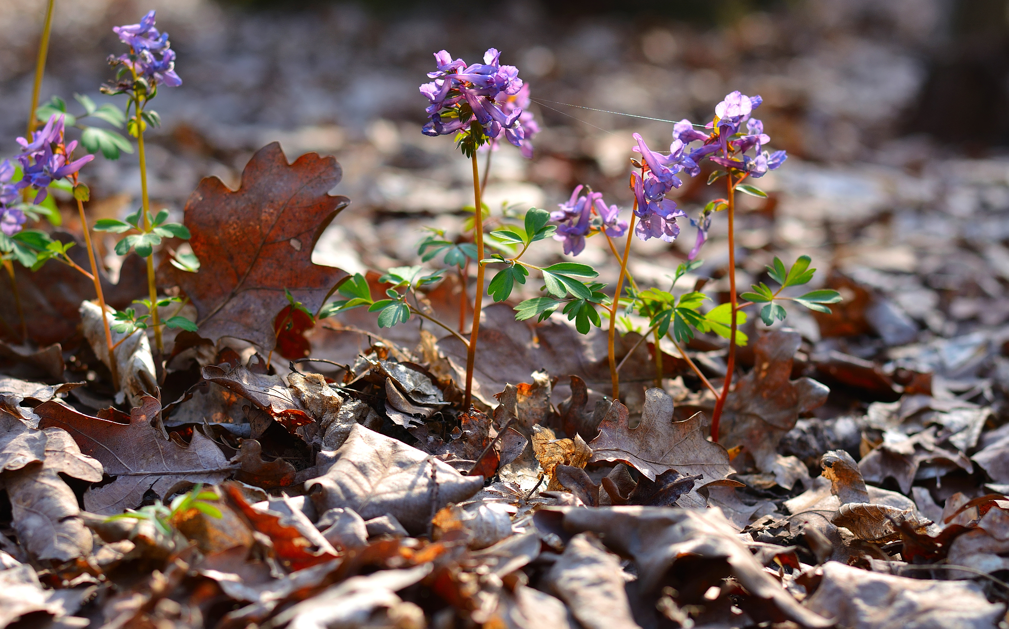 corydalis in forest