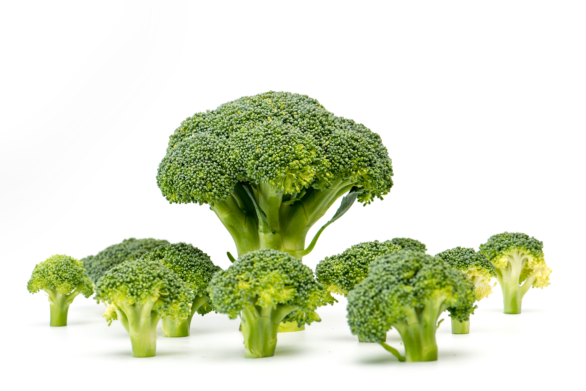 人們都在网络上查找哪些與菜花相關的100个問題