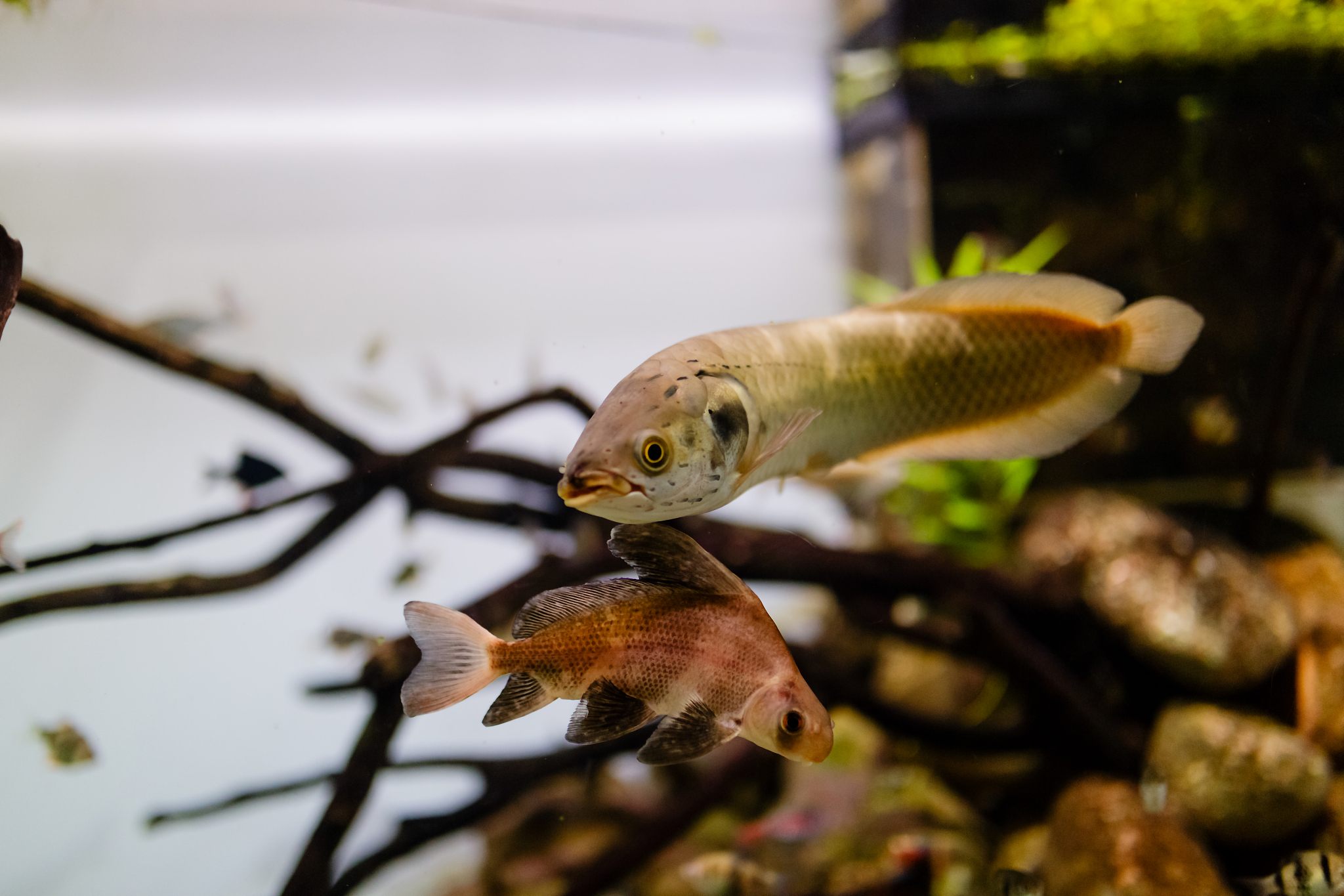 Movies Featuring Fish: Exploring Aquatic Life on the Big Screen