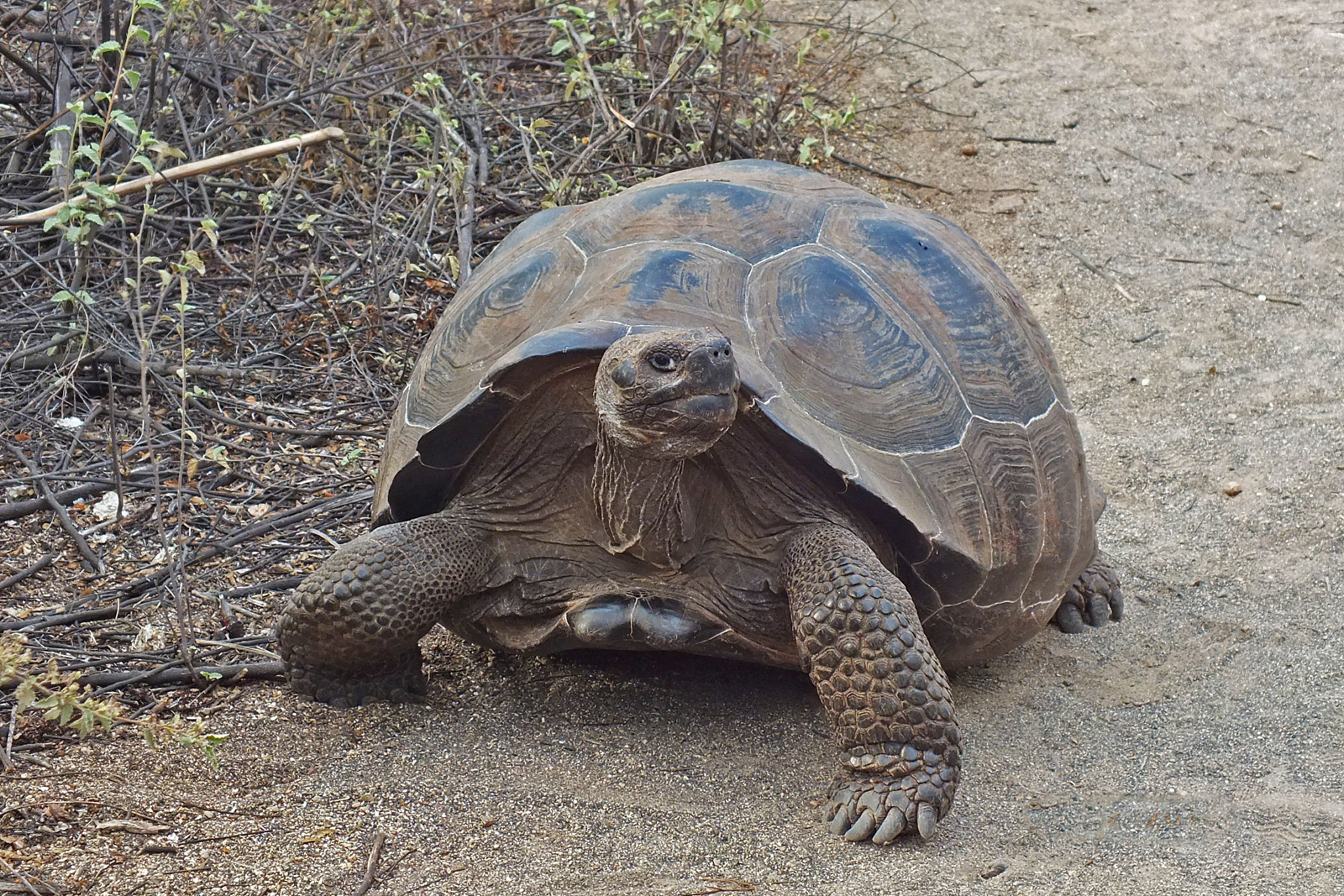 galapagos turtle tortoise on the ground in a wild in floreana is