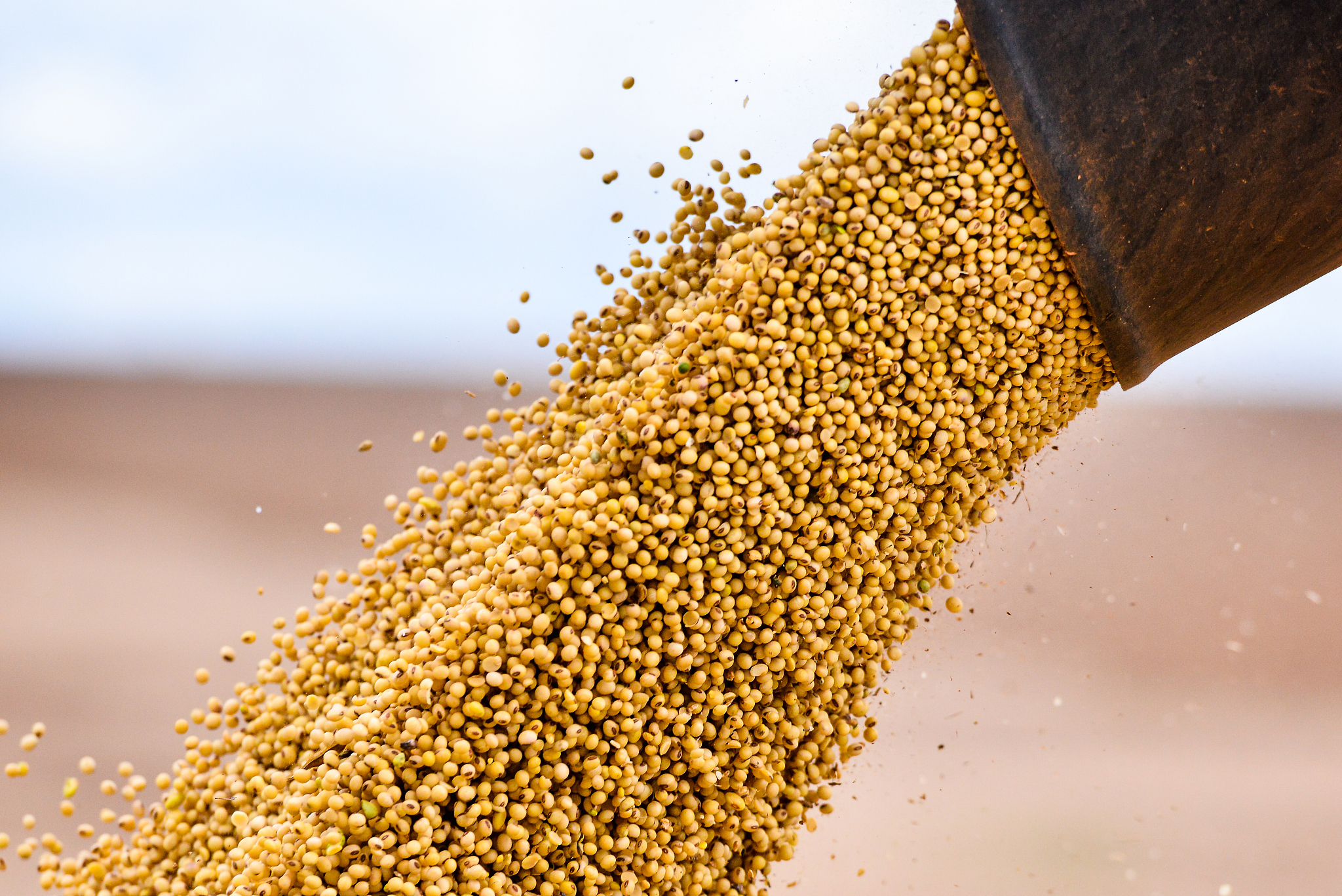 harvesting soybean - unloading soybean