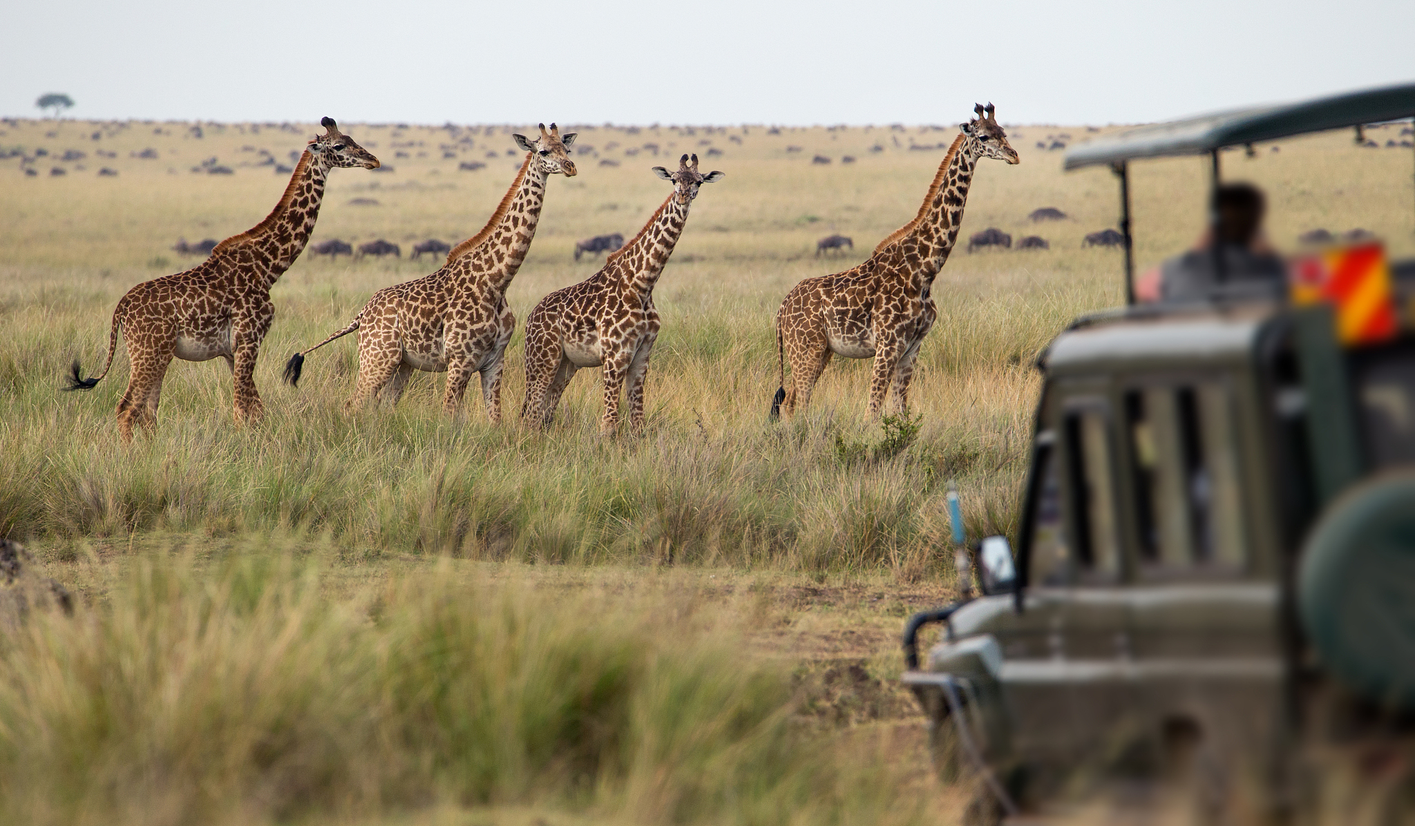 giraffes herd in savannah
