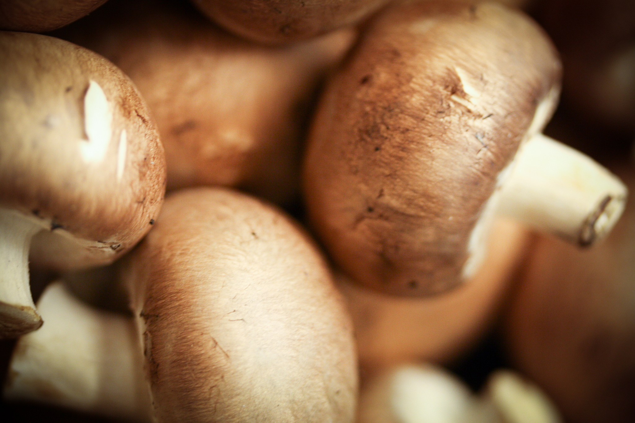 蘑菇种植实践报告：从选择菌种到收获技巧