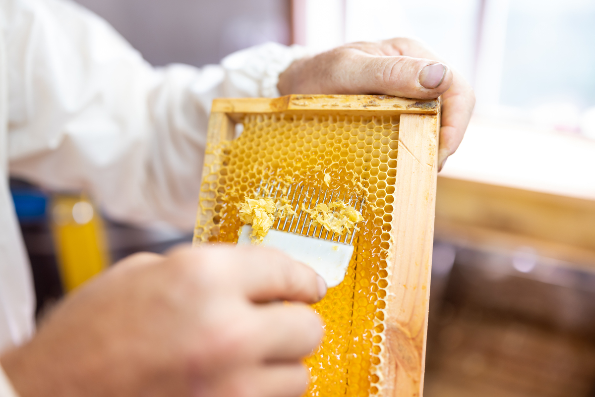 天然土蜂蜜品鉴：香甜浓醇，营养丰富，体验自然馈赠！