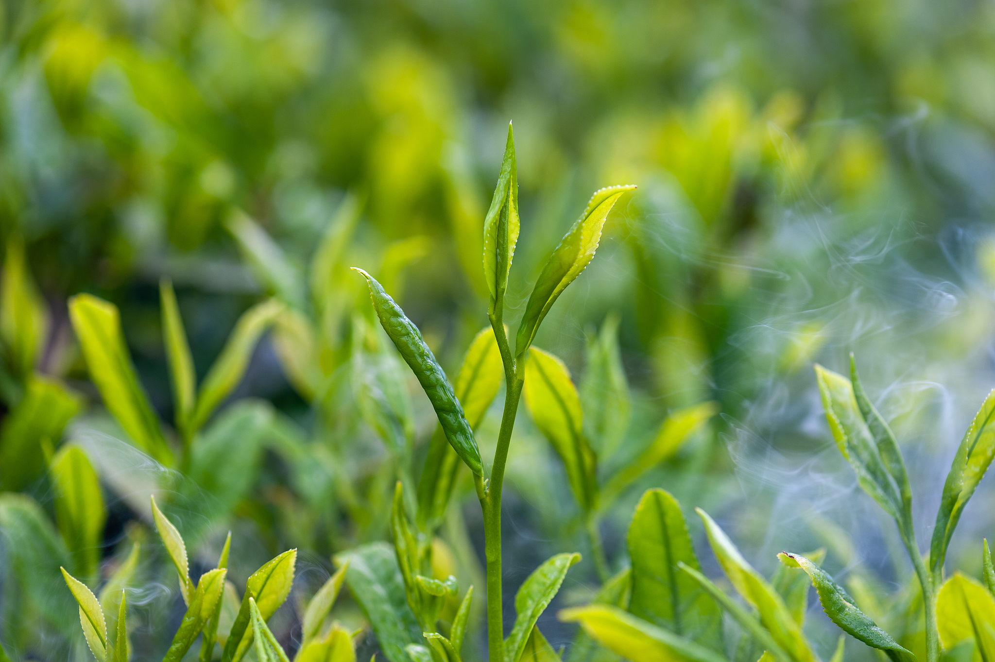 金沙第二职业技术高级中学茶叶生产与加工专业怎么样？教学质量好吗？