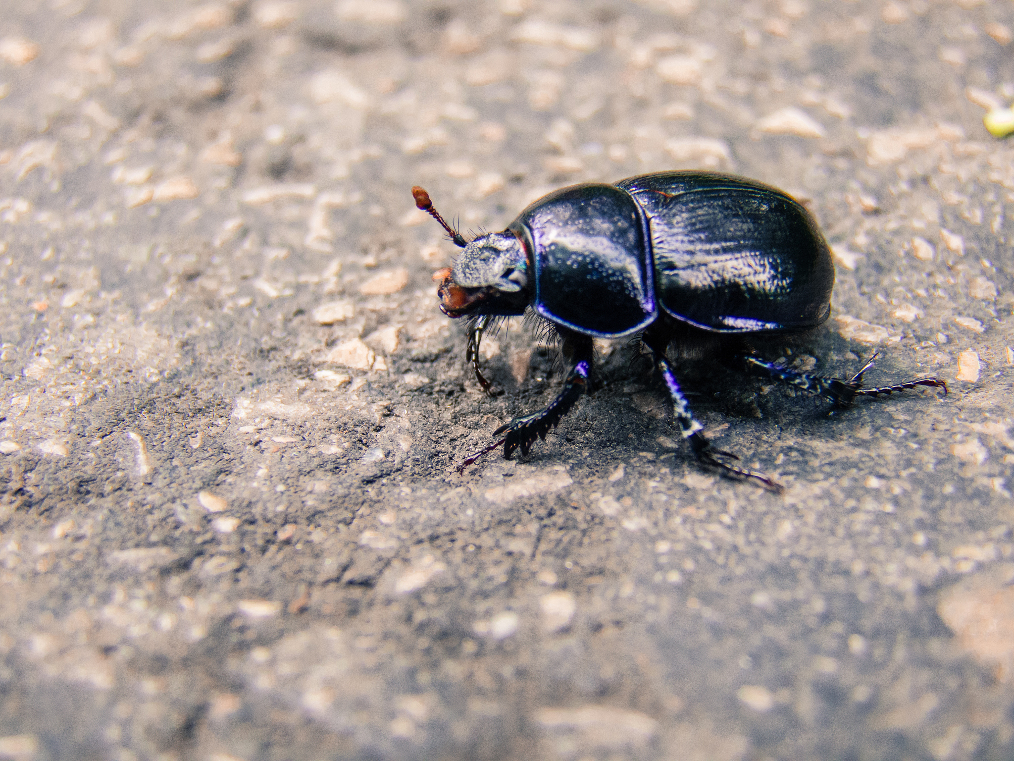 please generate summary with 10 sentences from httpsvarietycom2023filmnewsblue-beetle-trailer-dc-comics-xolo-mariduena-1235320113