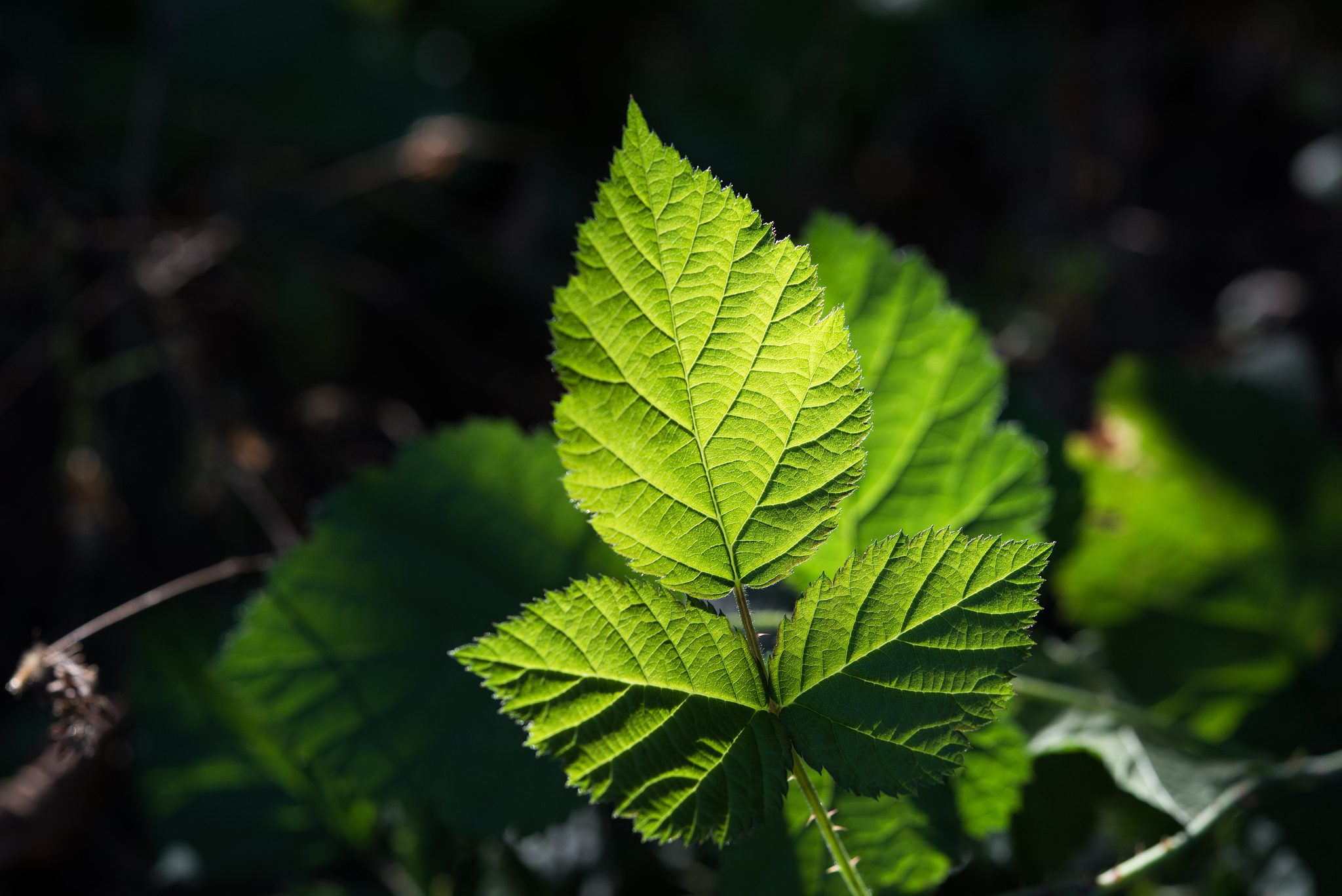leaves