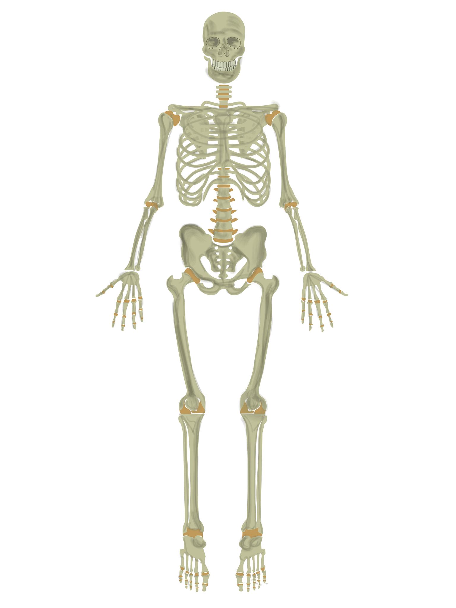 腿缝宽是什么原因？解读腿缝宽背后的秘密