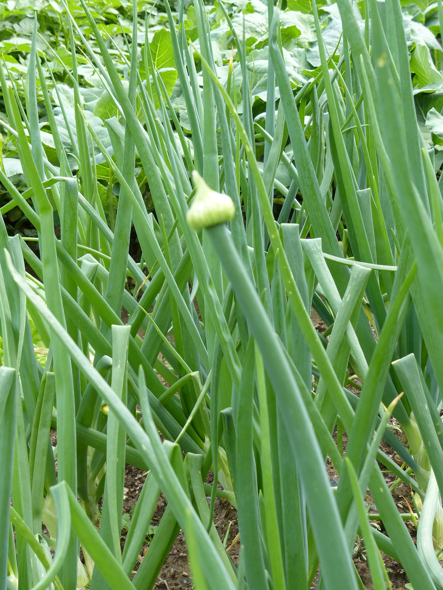 onion organic garden