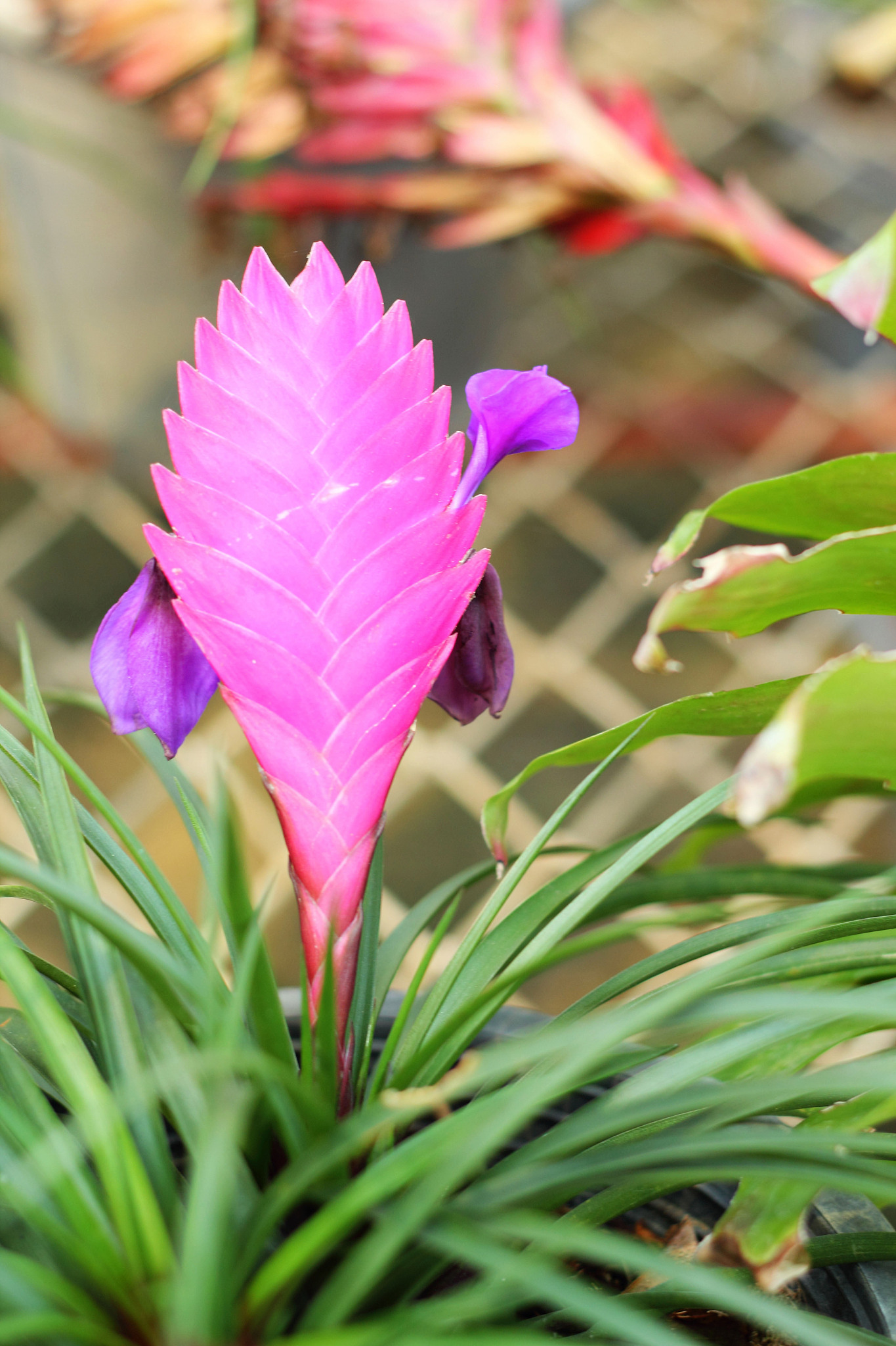bromeliad flowers in the nature