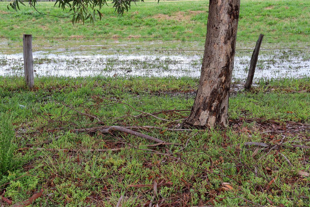 3X4的鱼鳞坑一亩用多少斤榆树种子帮我用150字详细描述
