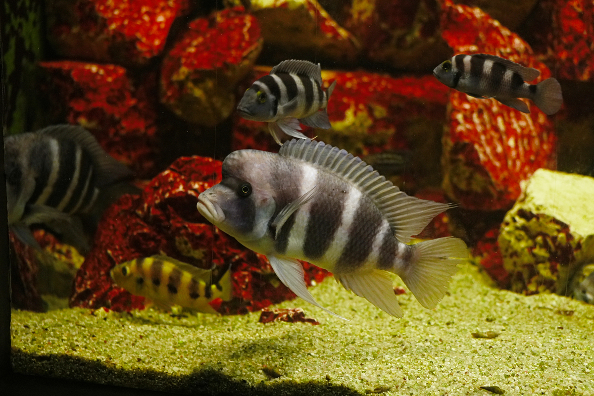 如何判断鱼的年龄？科学家揭秘鱼龄鉴定方法