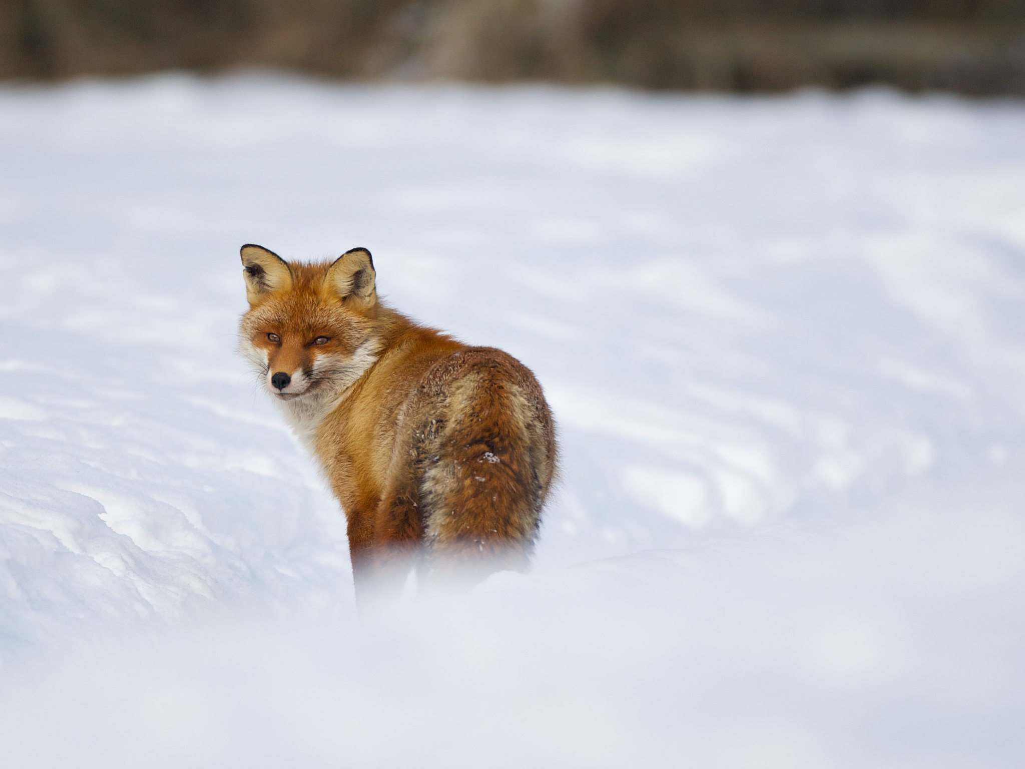 狐狸冬眠吗？关于狐狸冬季生存的真相