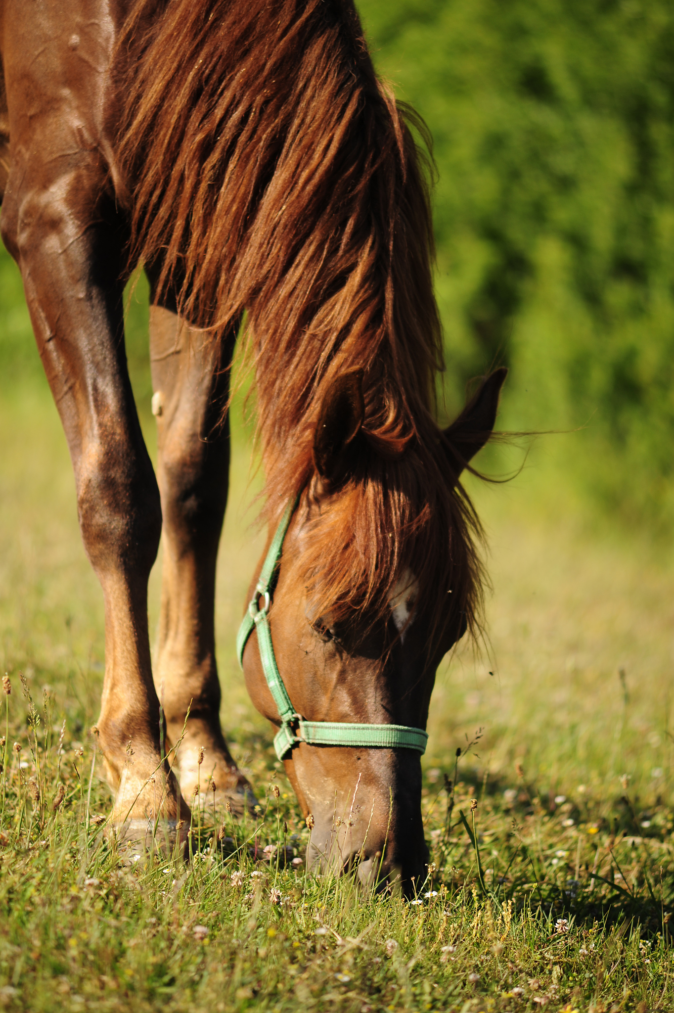 grazing brown horse