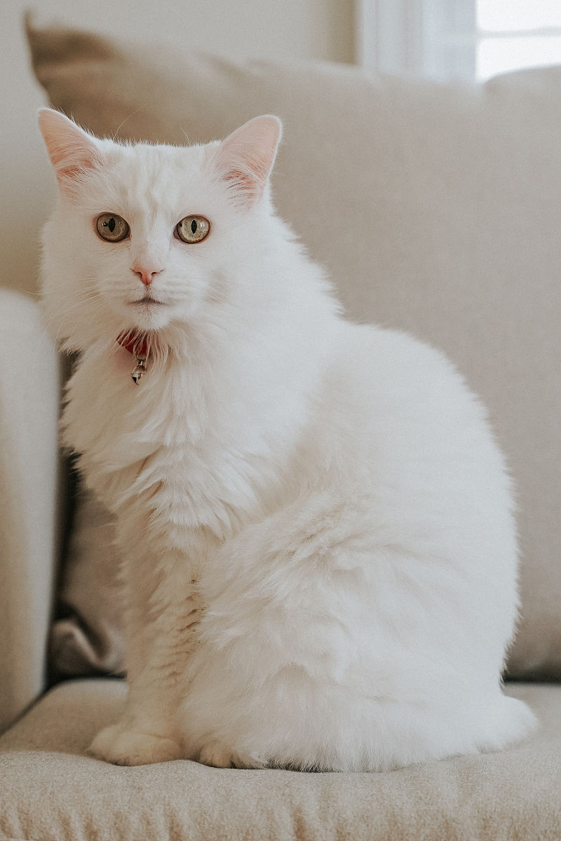 猫咪大揭秘：品种、习性、养护全攻略