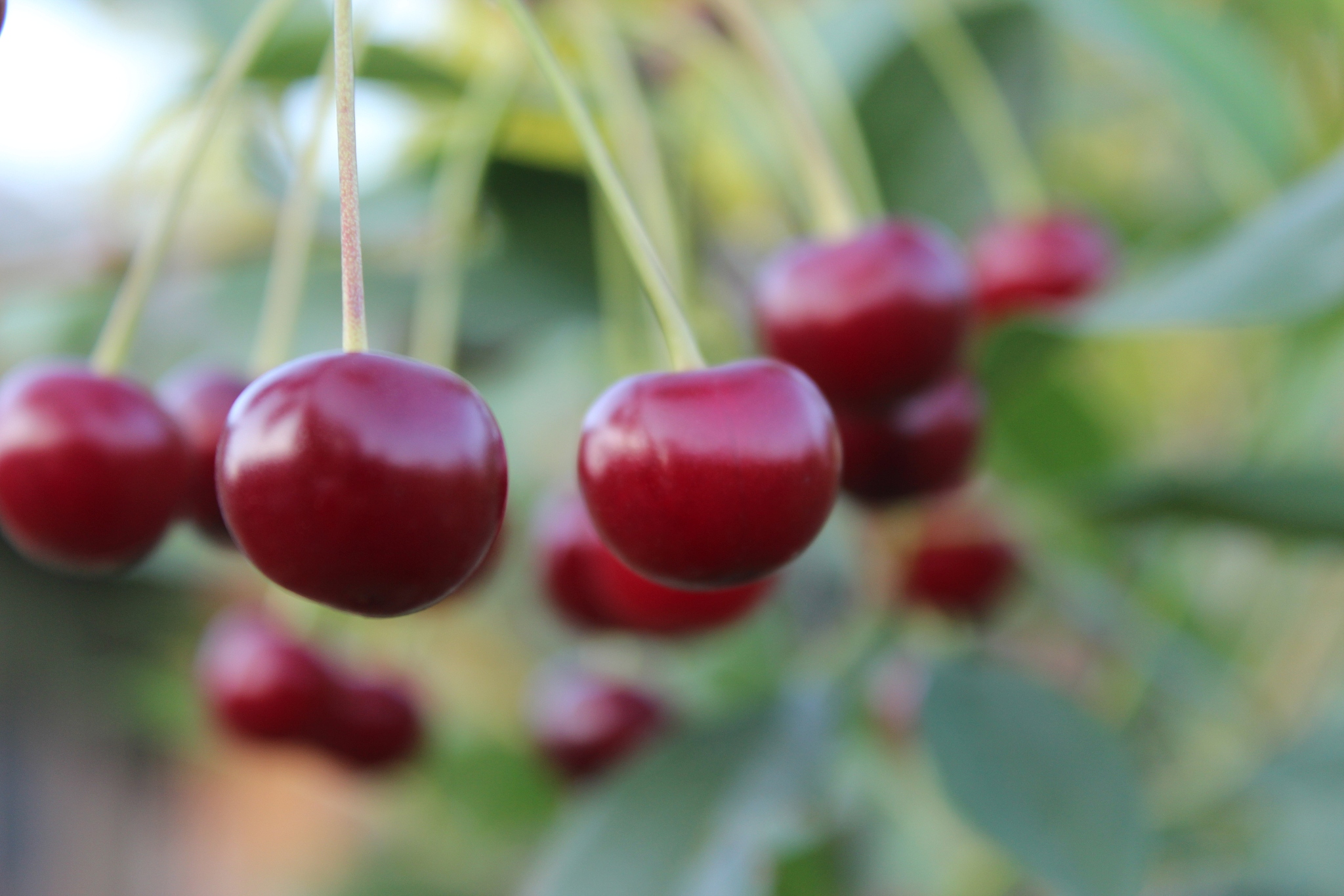 cherry