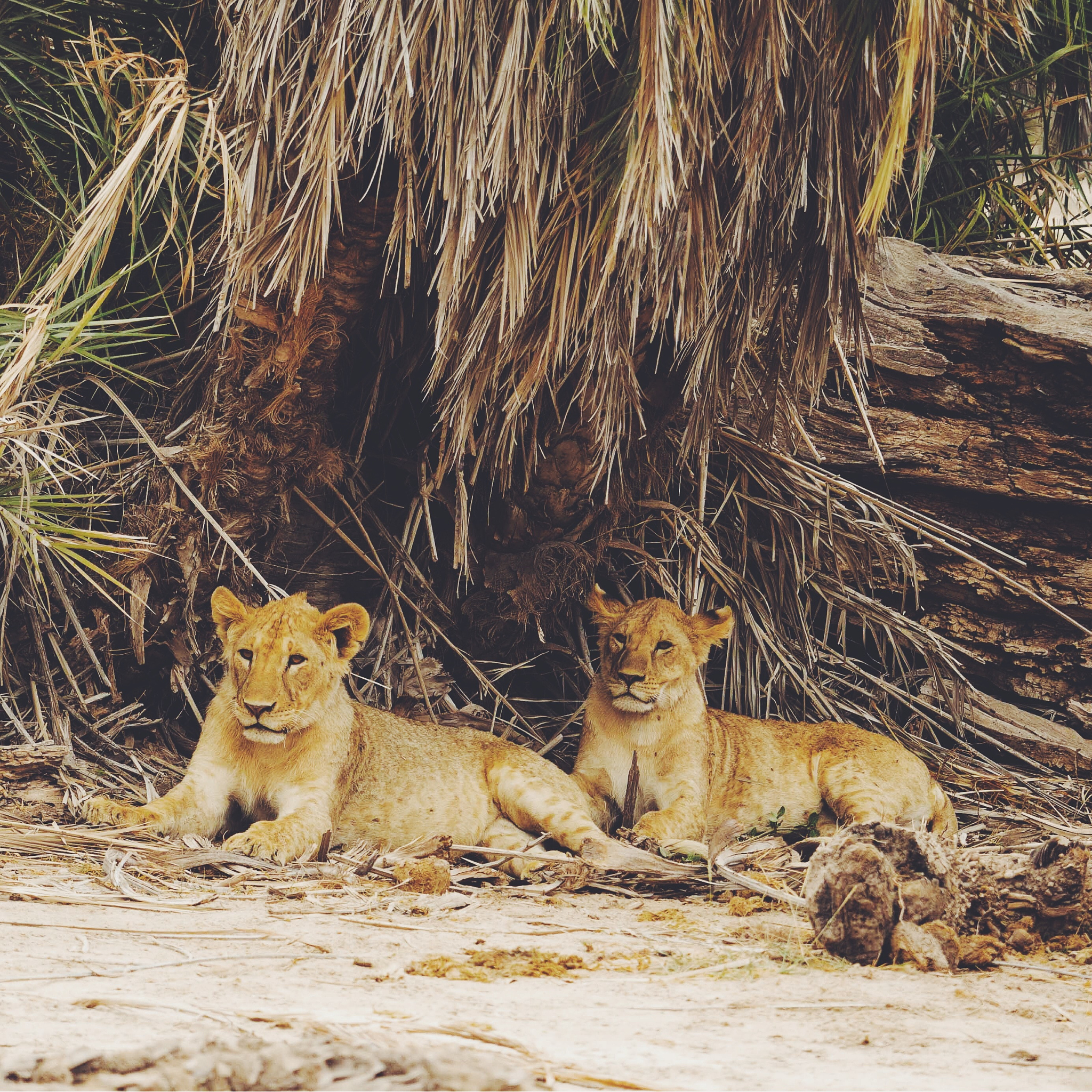 重燃野性：回归自然，寻找生命的意义