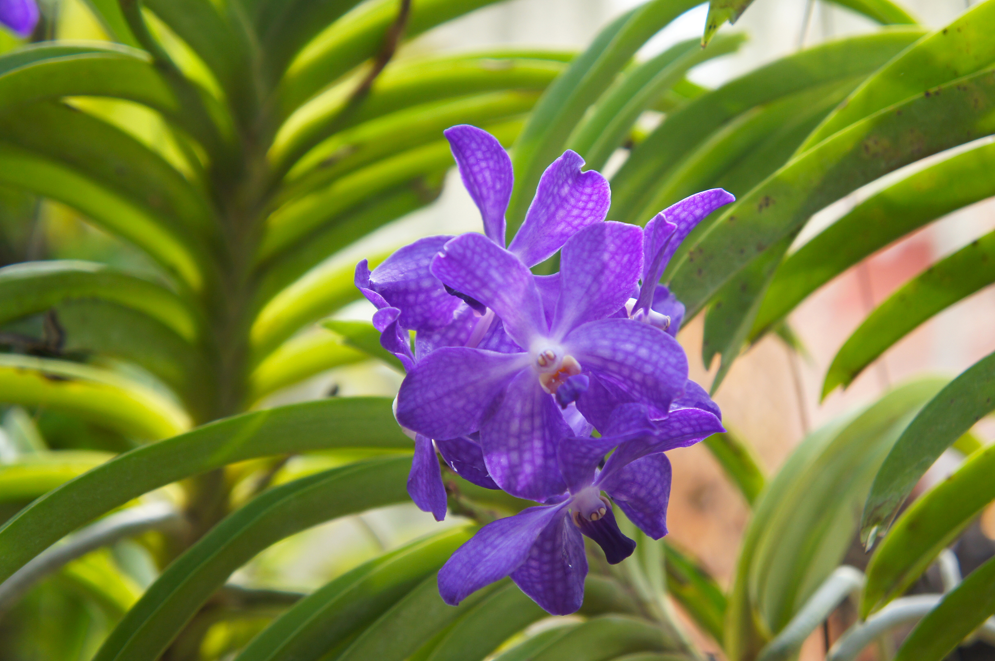 blue vanda orchid violet flowers with green foliage