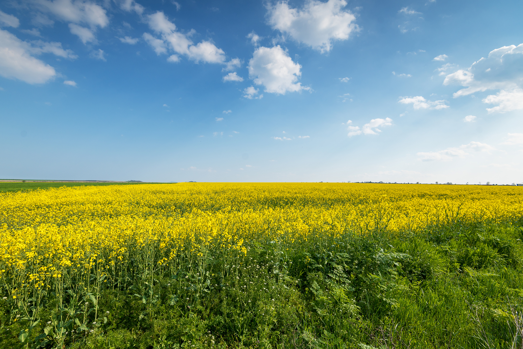 喷施外源油菜素内酯对环境胁迫下植物体内APX酶活性的影响