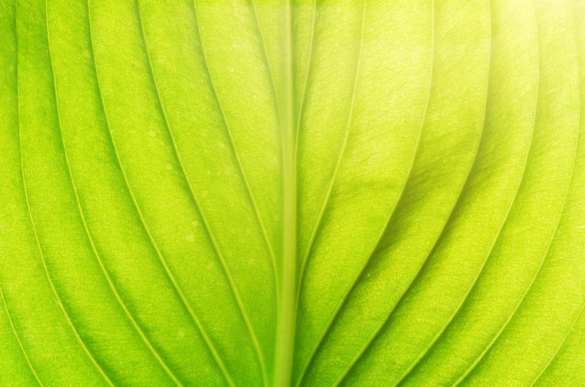 structure of leaf