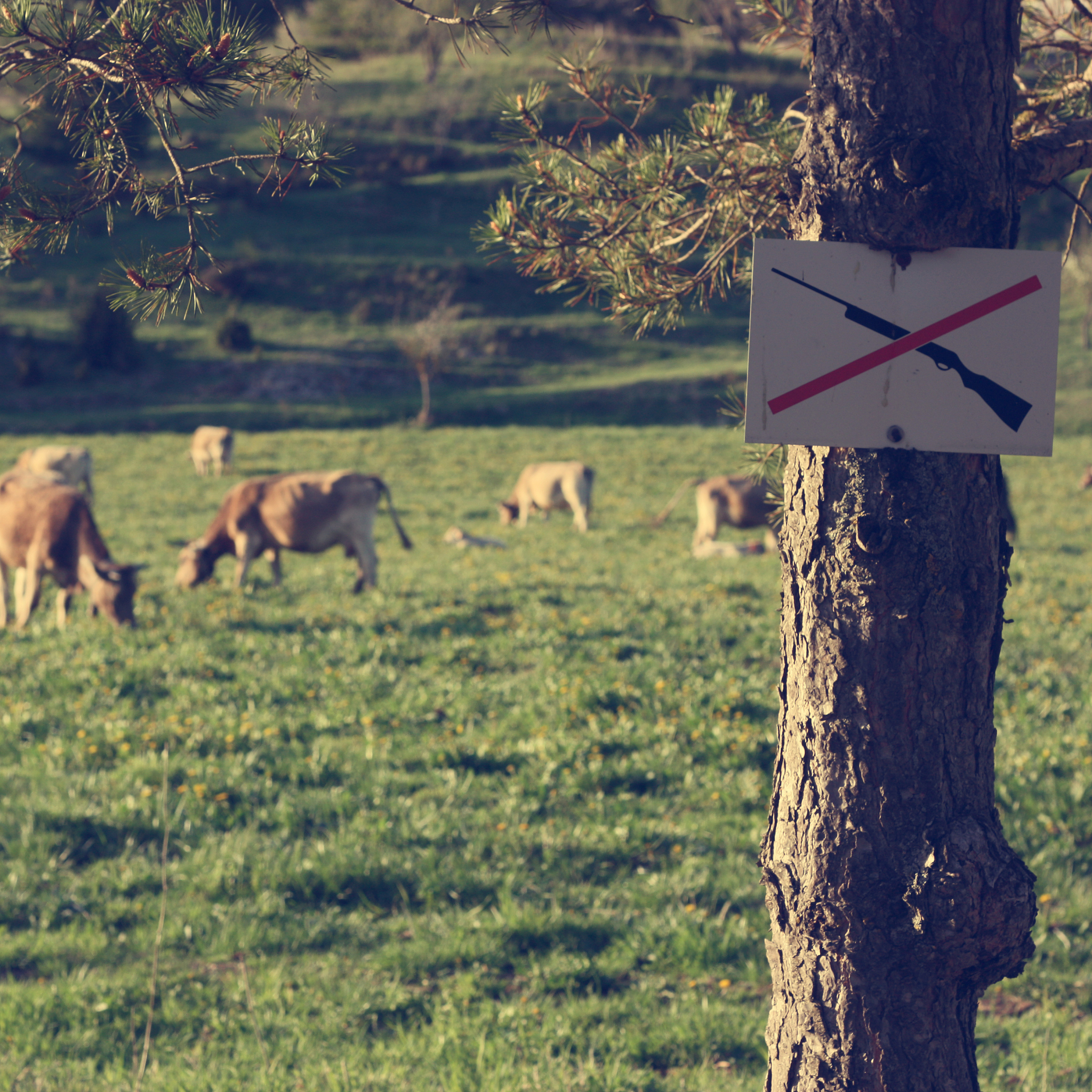 Outdoor Photos: Capturing the Beauty of the Natural World