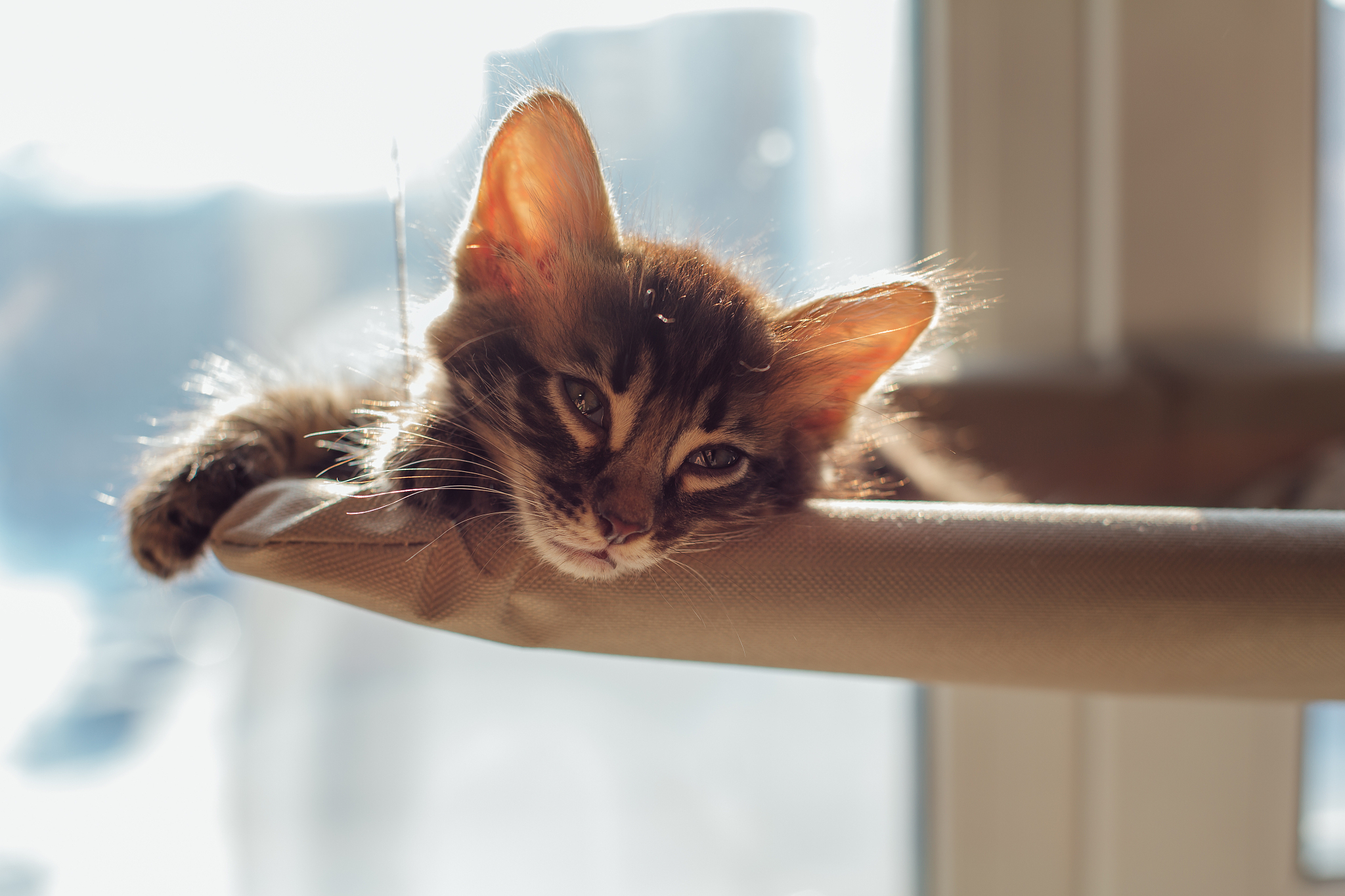 cute charcoal bengal kitty cat laying on the cat's window bed an