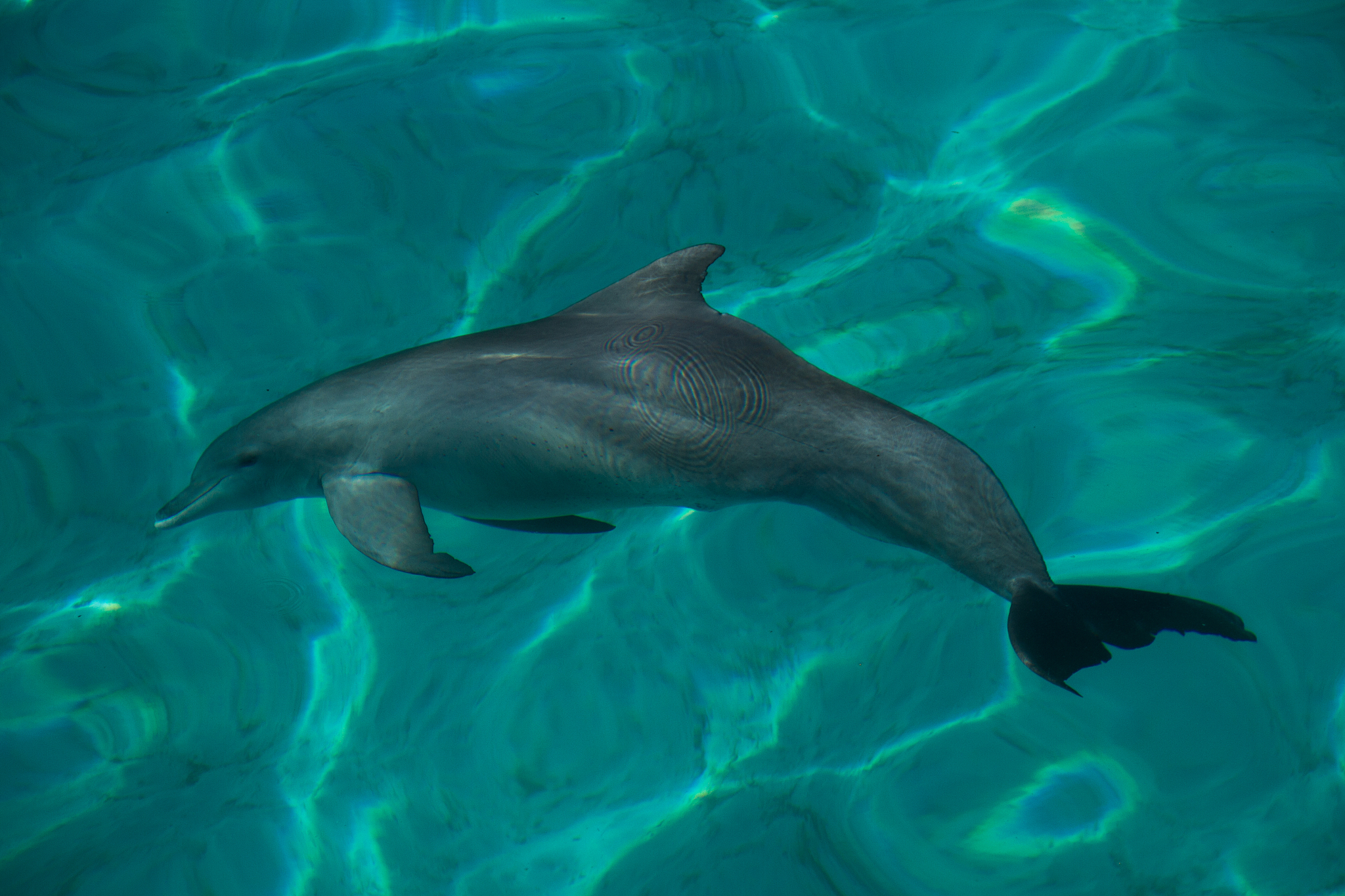 closeup of bottlenose dolphin playing just beneath the surface o