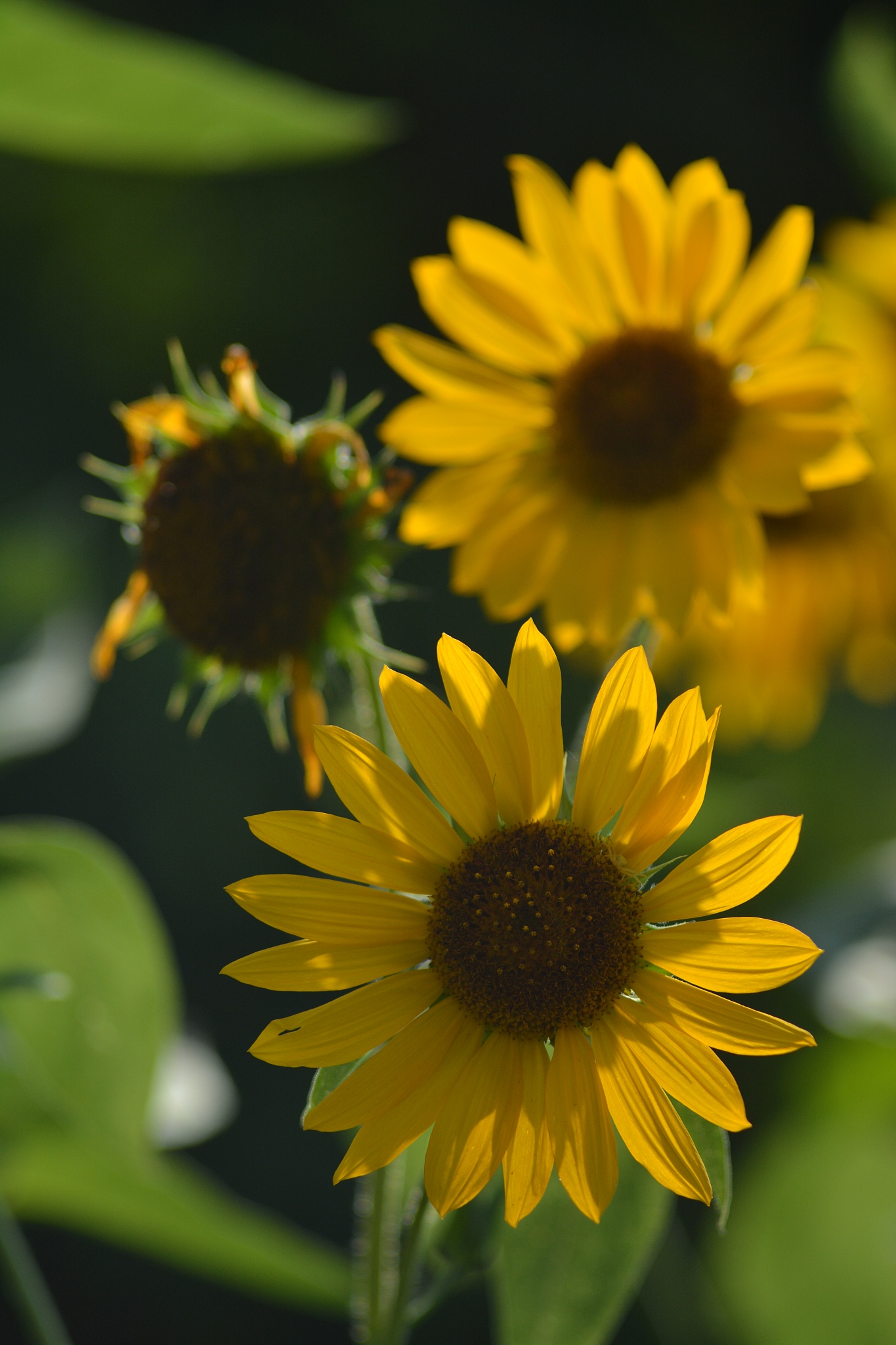 以花的花语为主体写10个包含小葵花在内的长文案