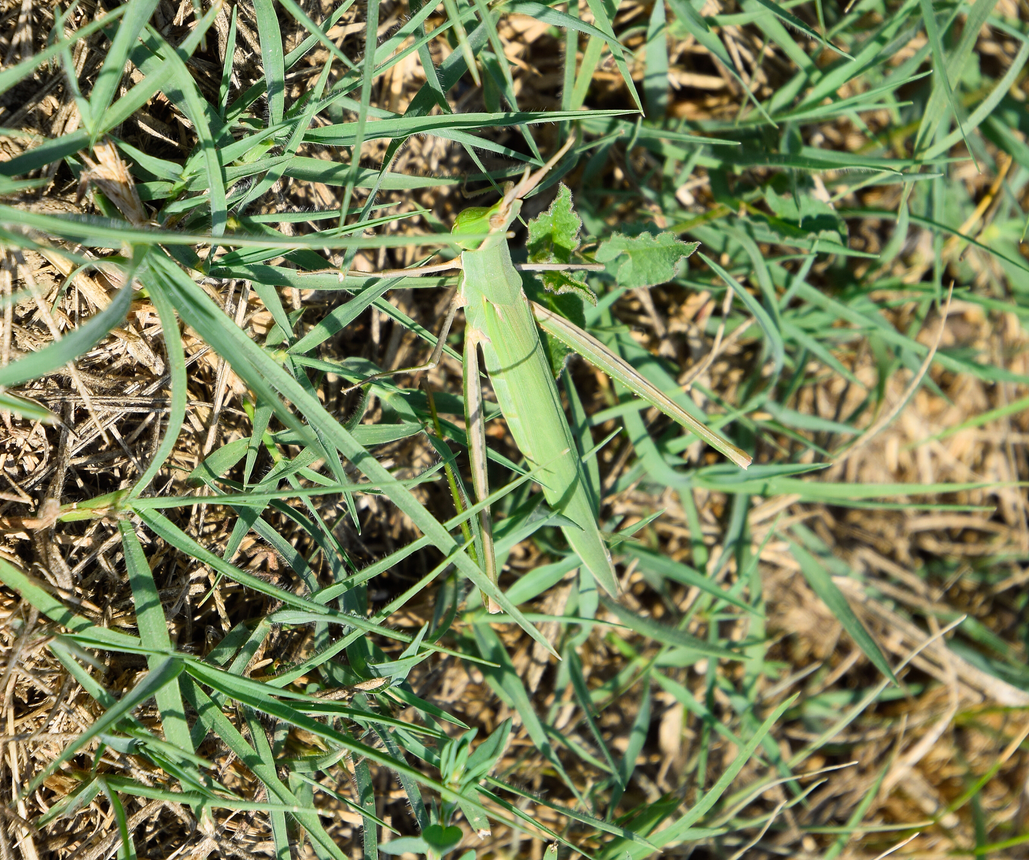 经济昆虫学杂志 (Journal of Economic Entomology): 研究范围与发表内容