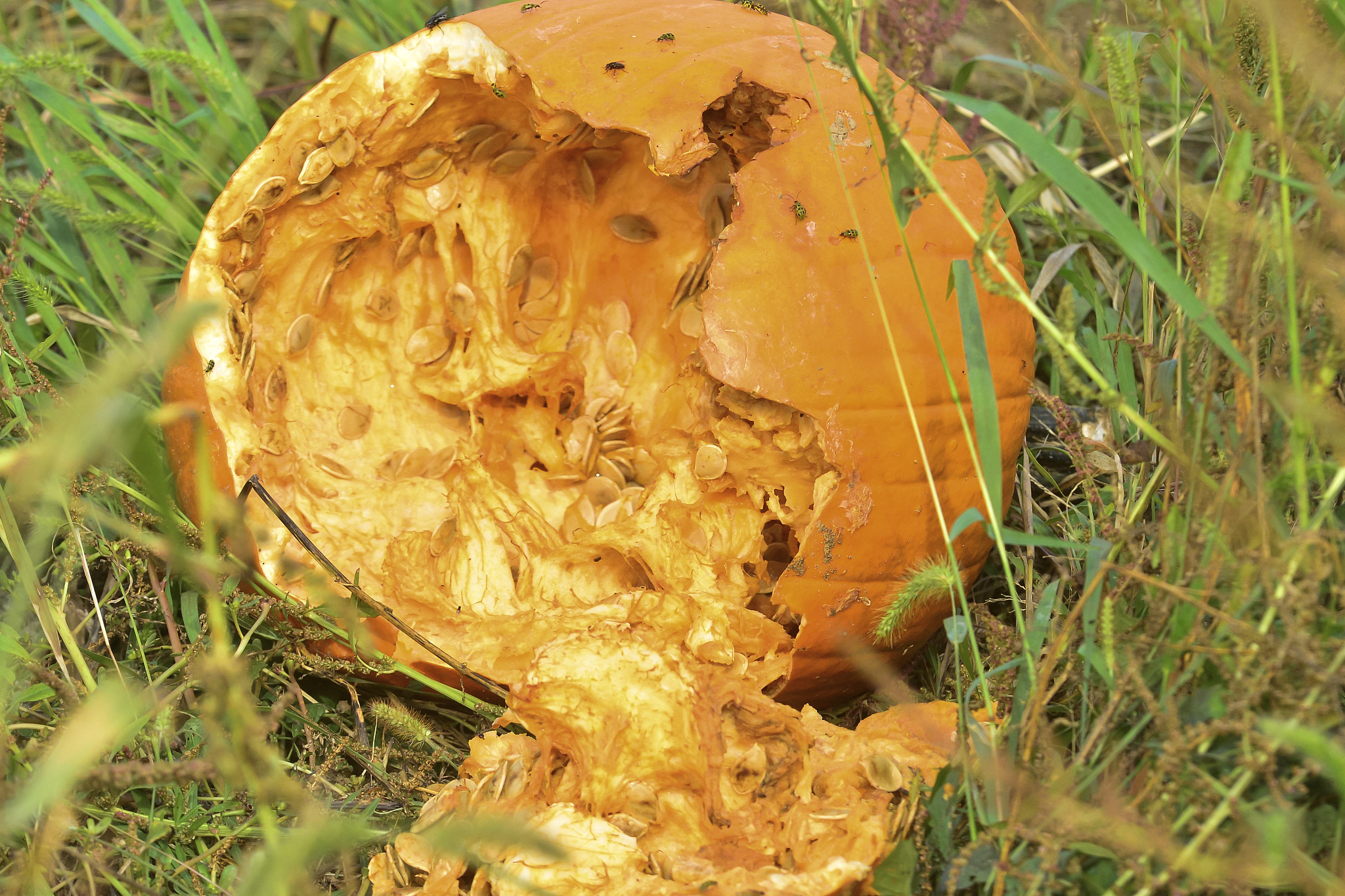 pumpkins and trailers