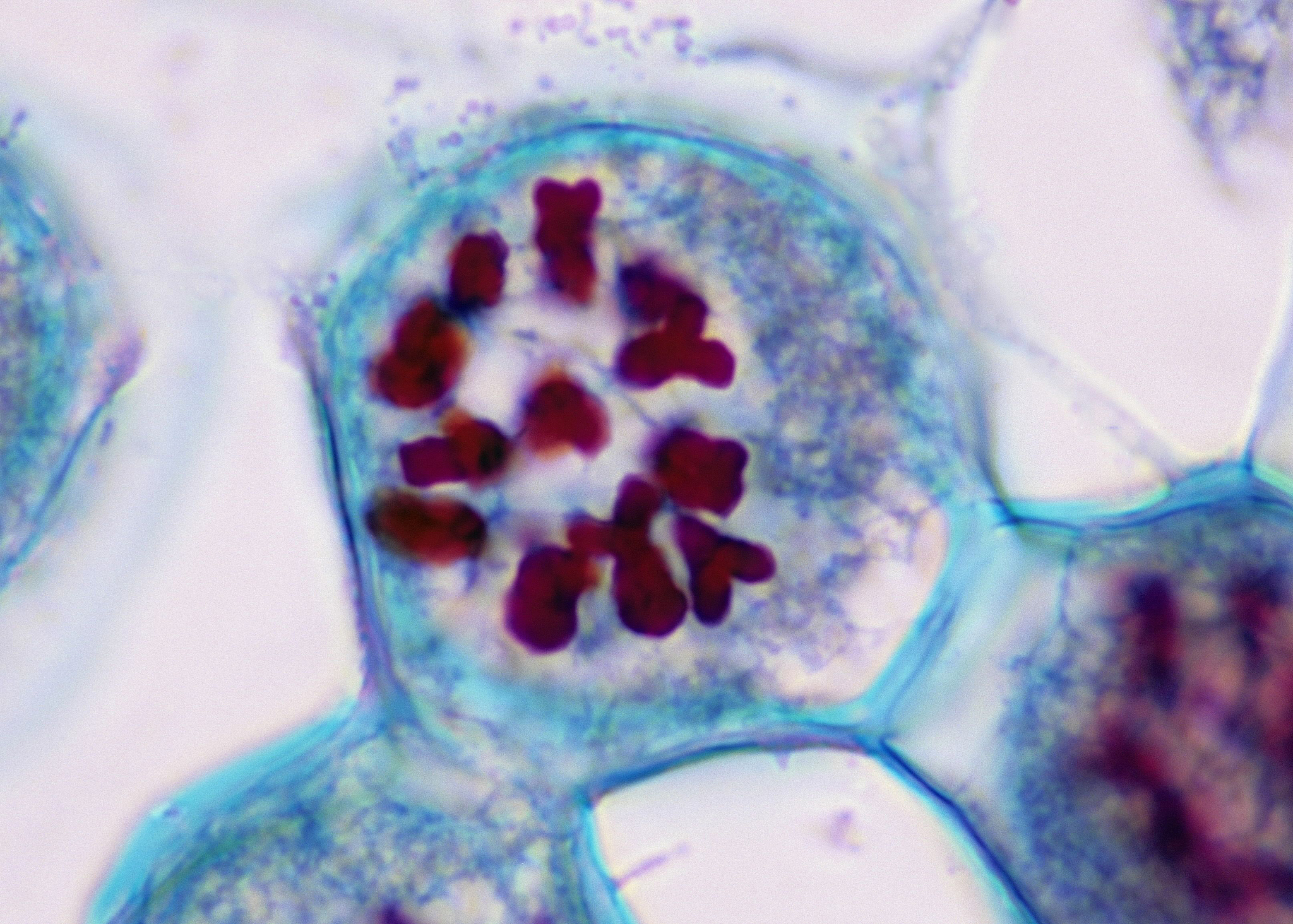 PHYSIOLOGICAL AND MOLECULAR PLANT PATHOLOGY 期刊：植物病理学研究的权威平台
