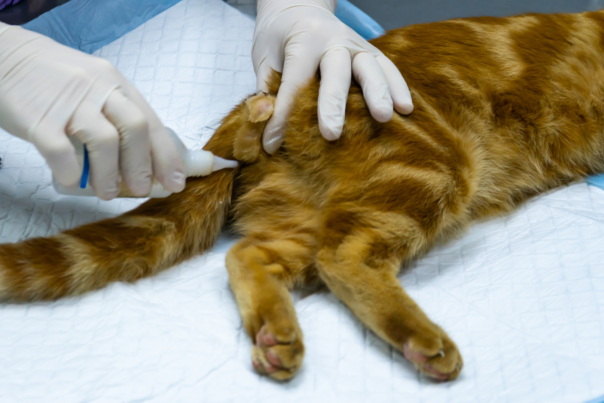 四川省水产学校畜牧兽医专业简介