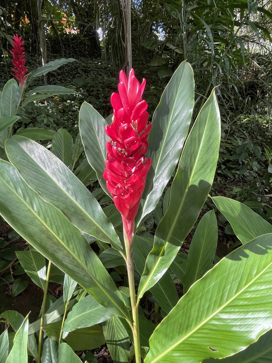 石家庄室外种植喜阴植物推荐 - 适合你家花园的绿植选择
