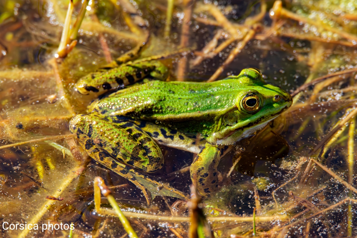 frog是什么意思?英文frog