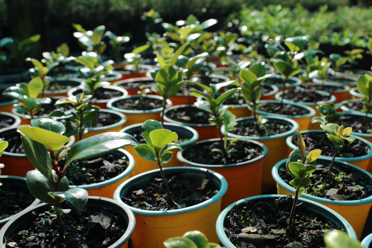 磷酸二氢钾不适合哪些花？有队那些花有好处？1540字