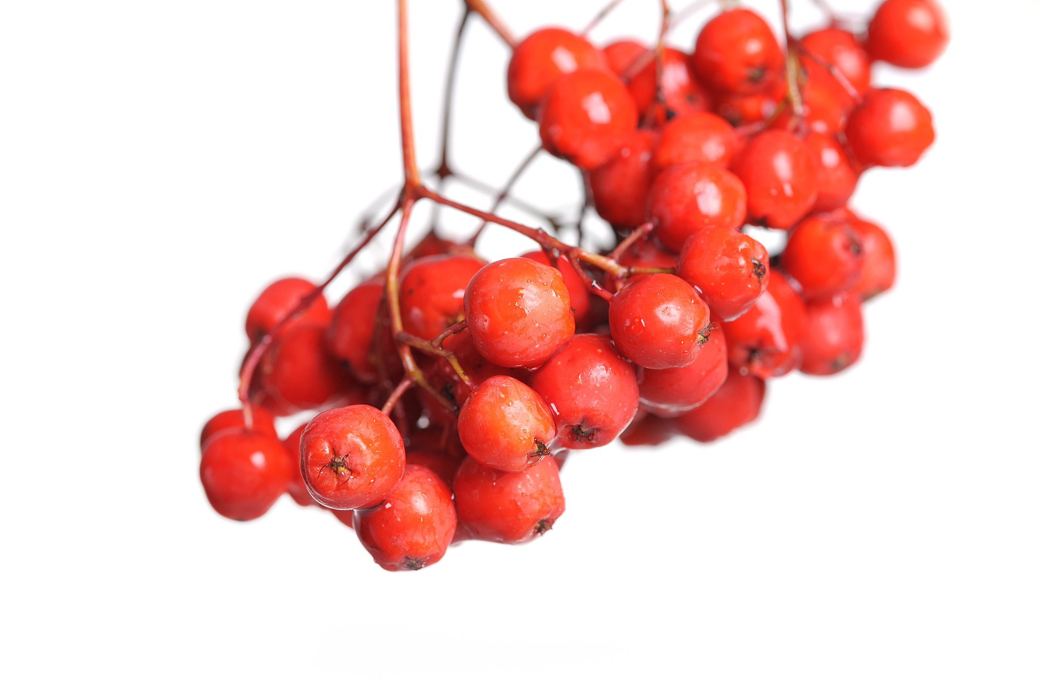 rowan