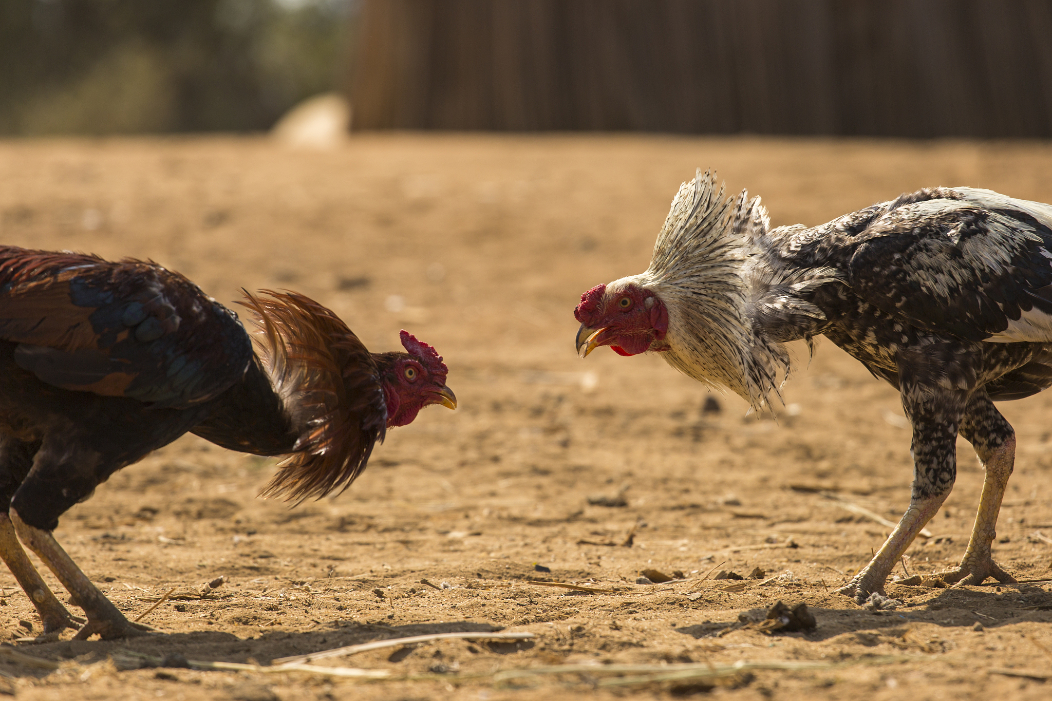two cock fighting in a small village in madagascar, africa.