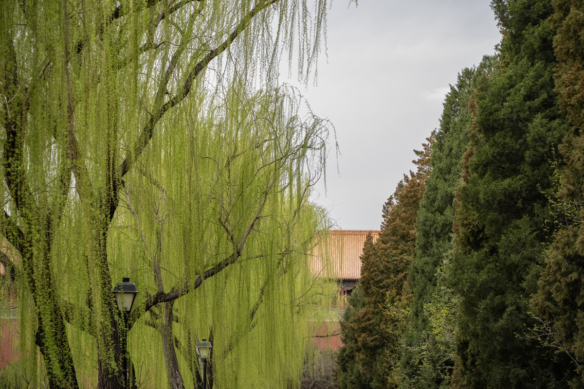 校园垂柳：优雅的舞者，舒适的休憩场所